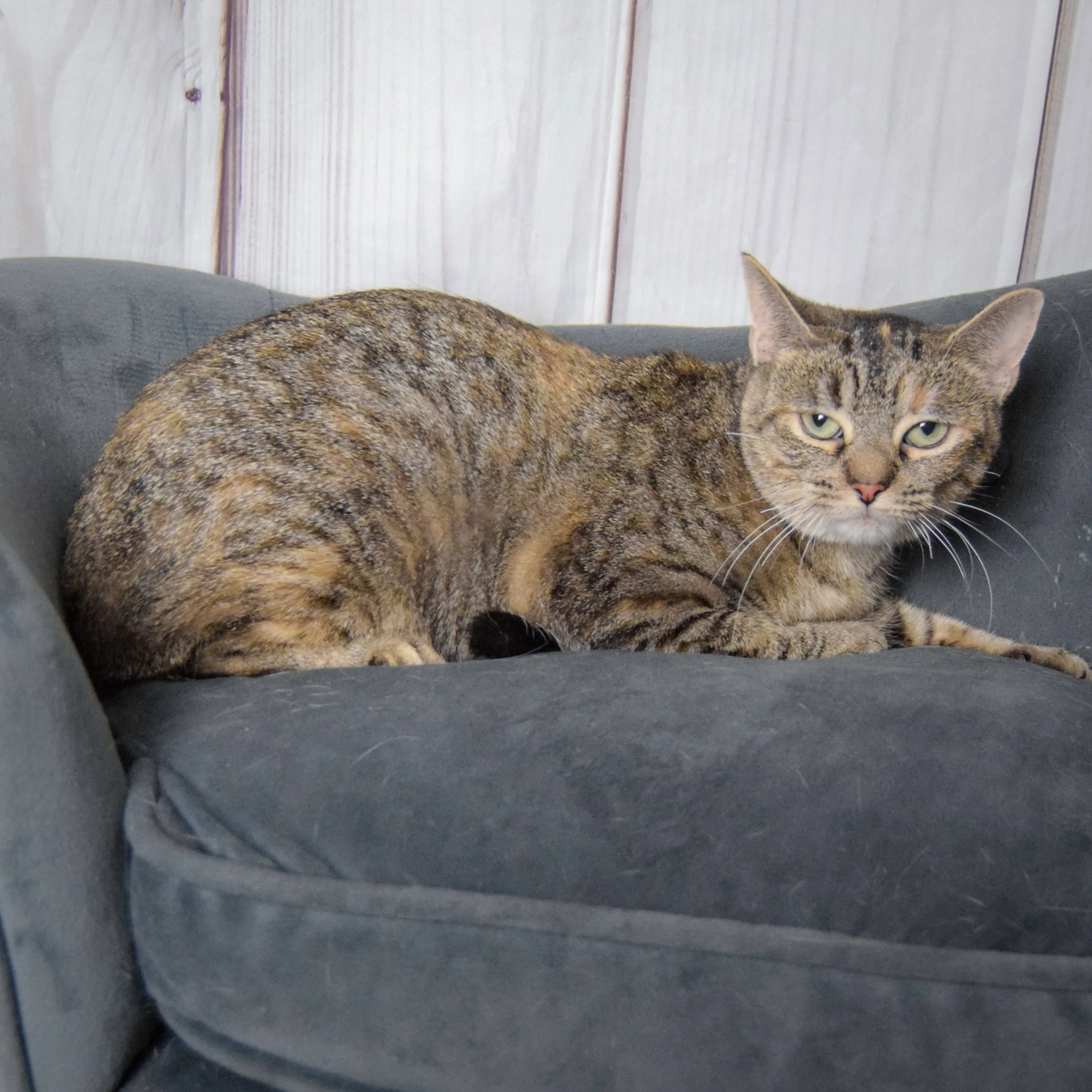Found pet-4