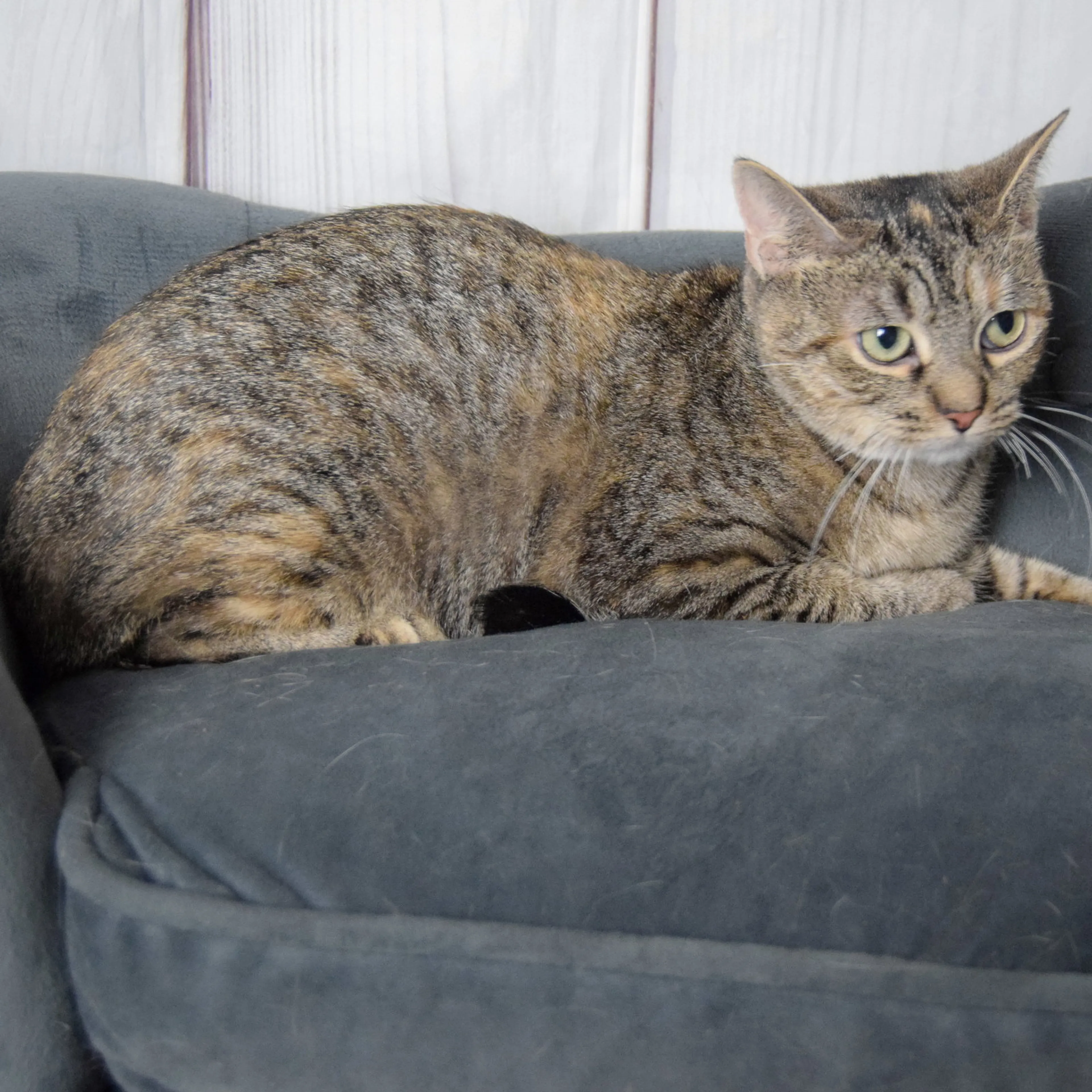 Found pet-3