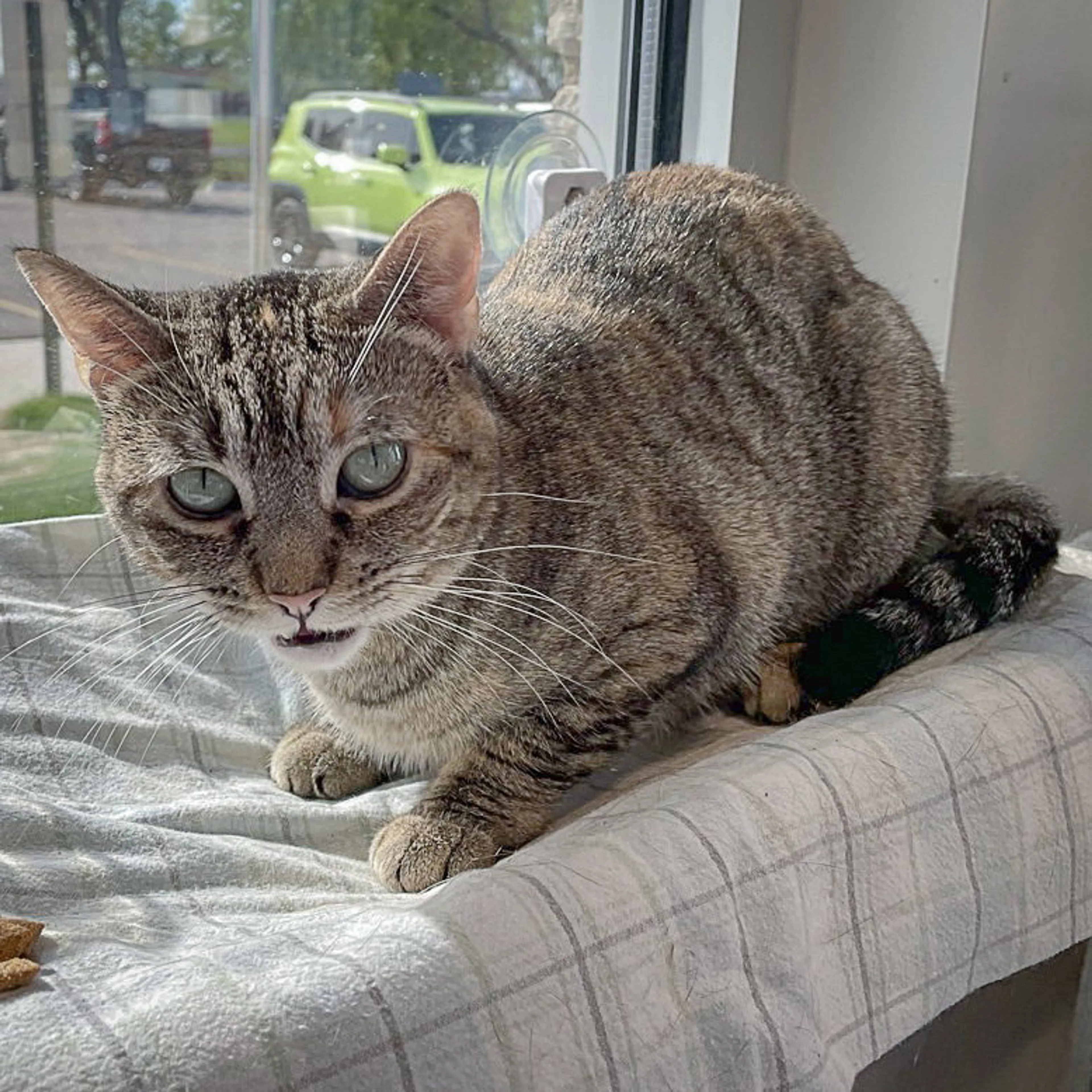 Found pet-2