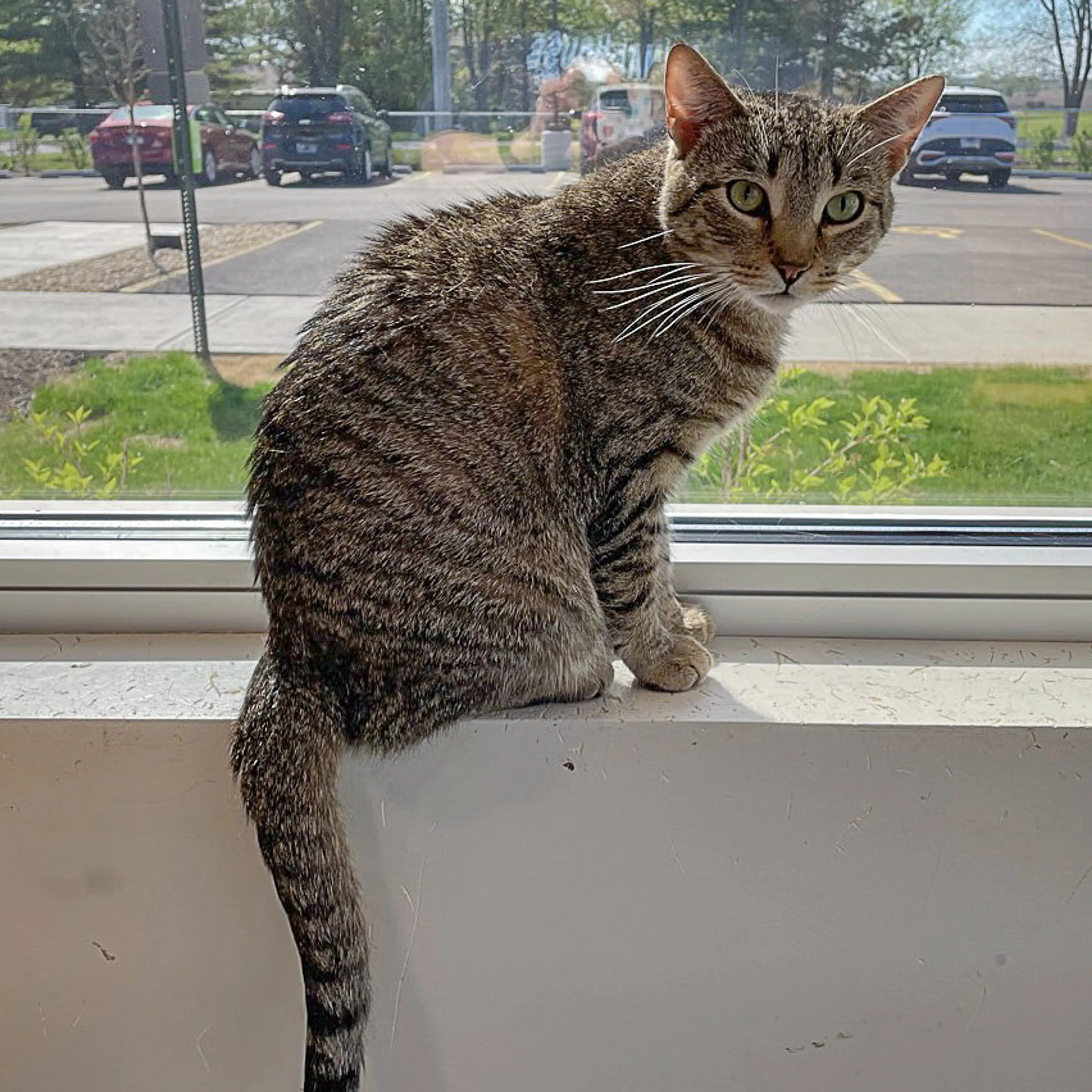 Found pet-2
