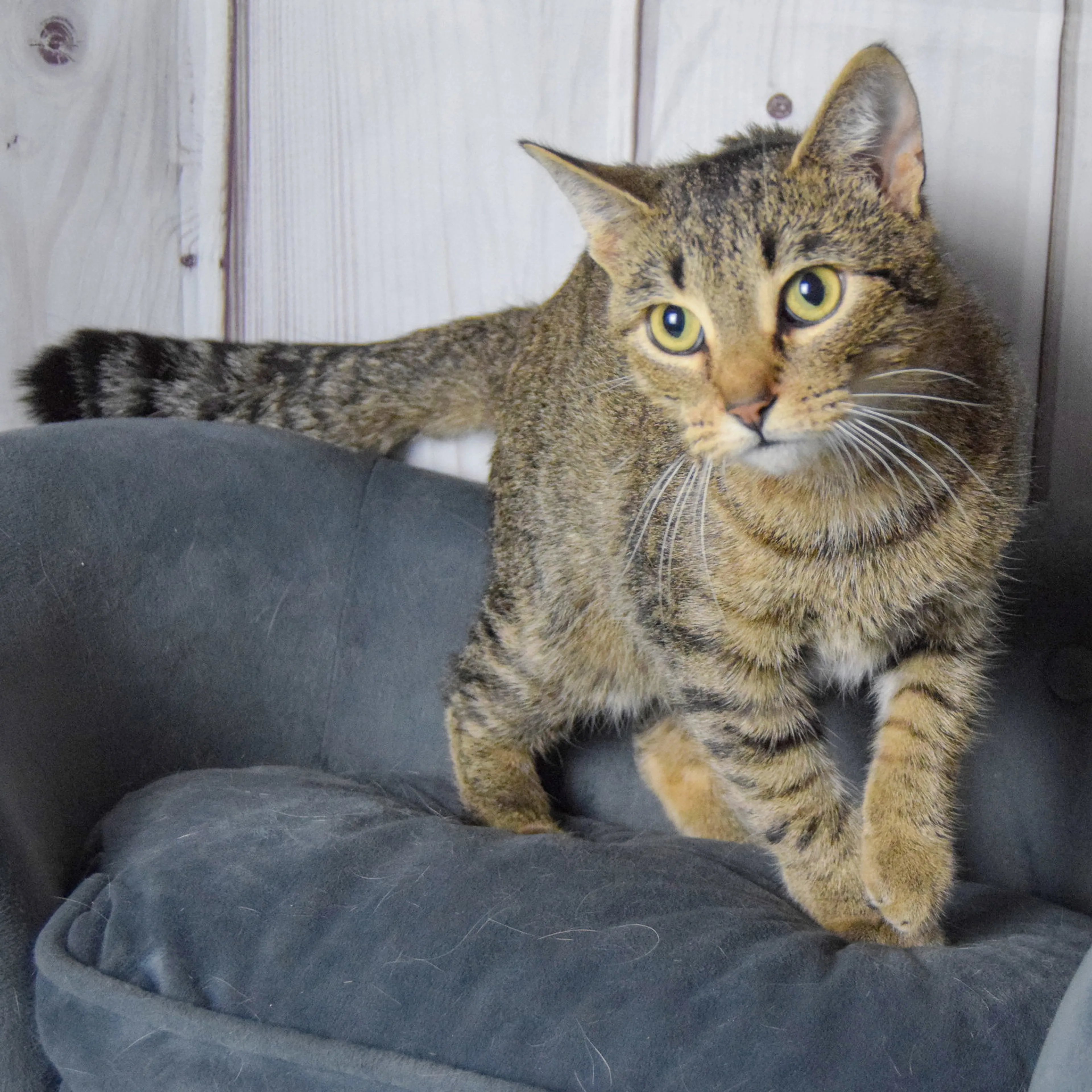 Found pet-5