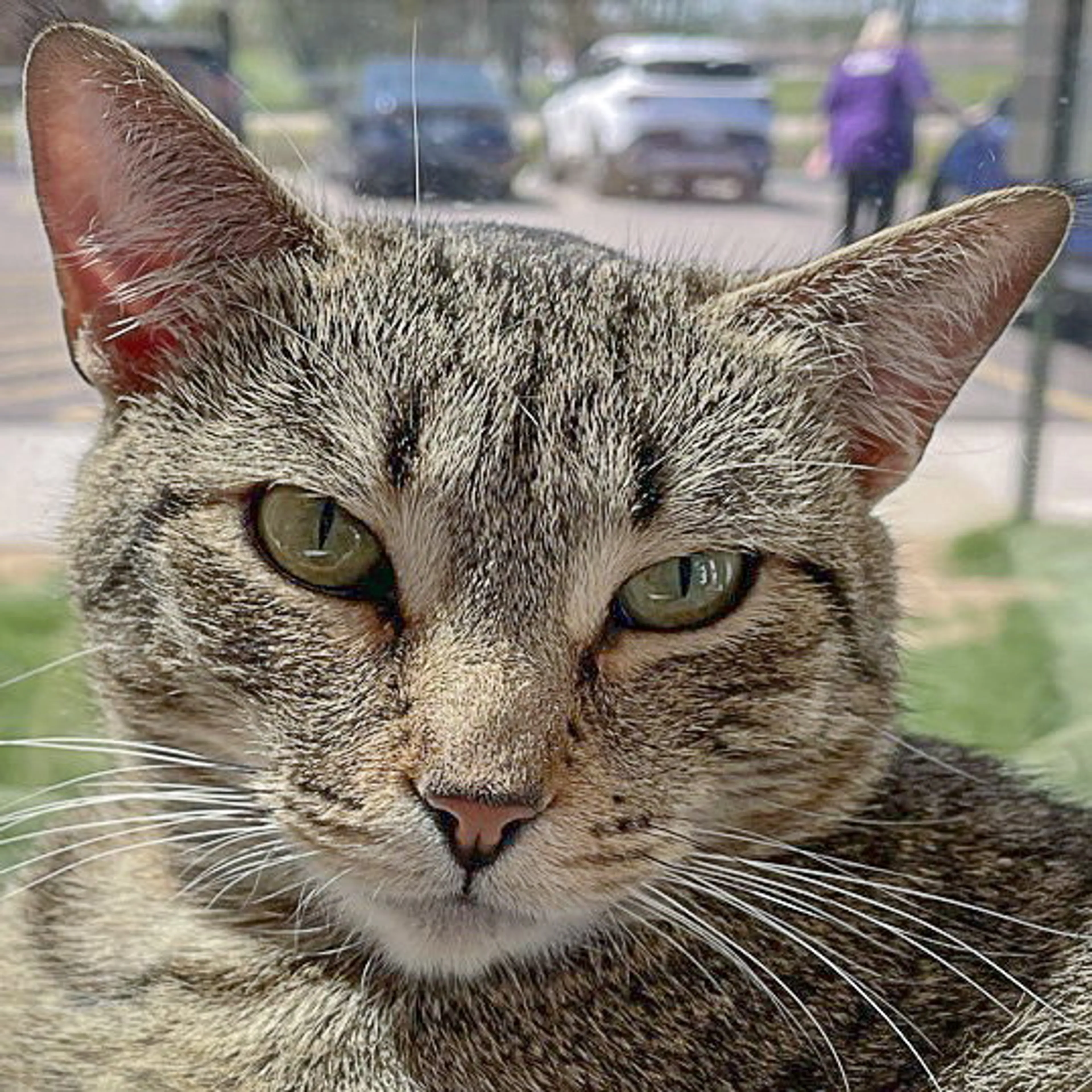 Found pet-0