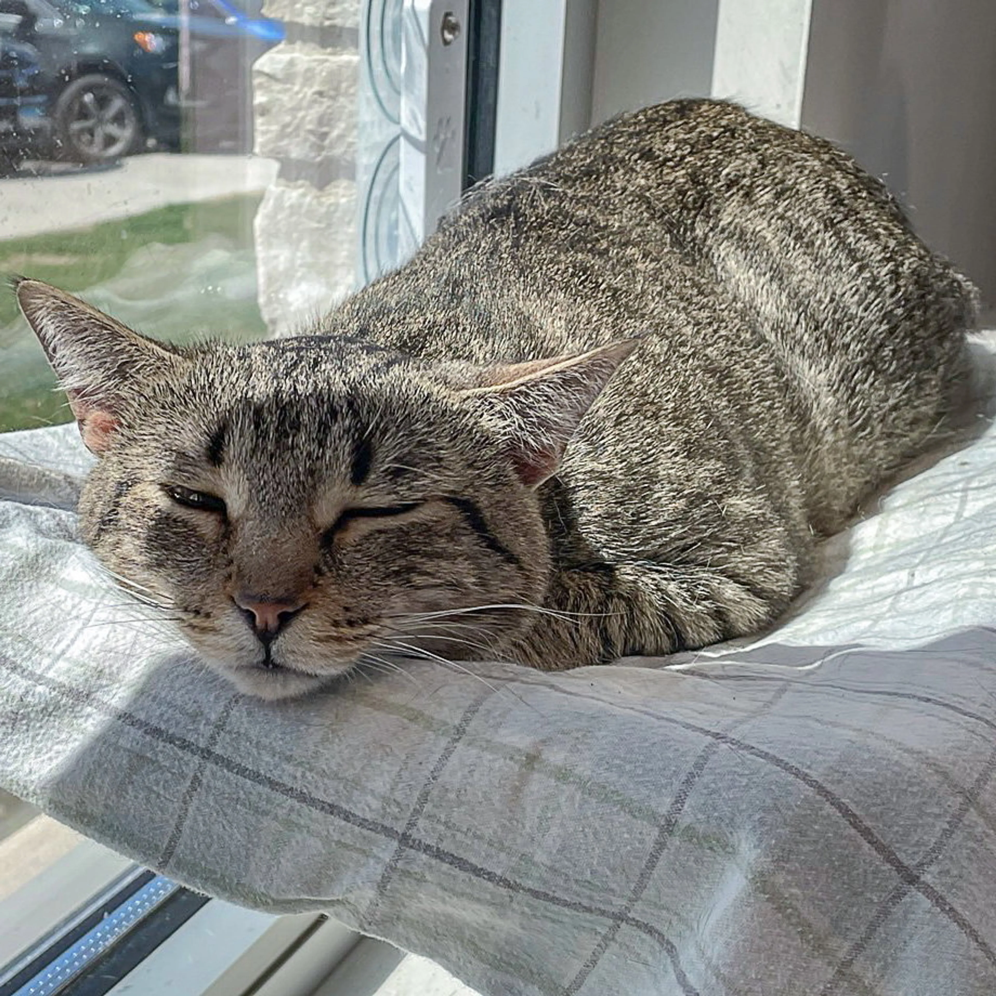 Found pet-3