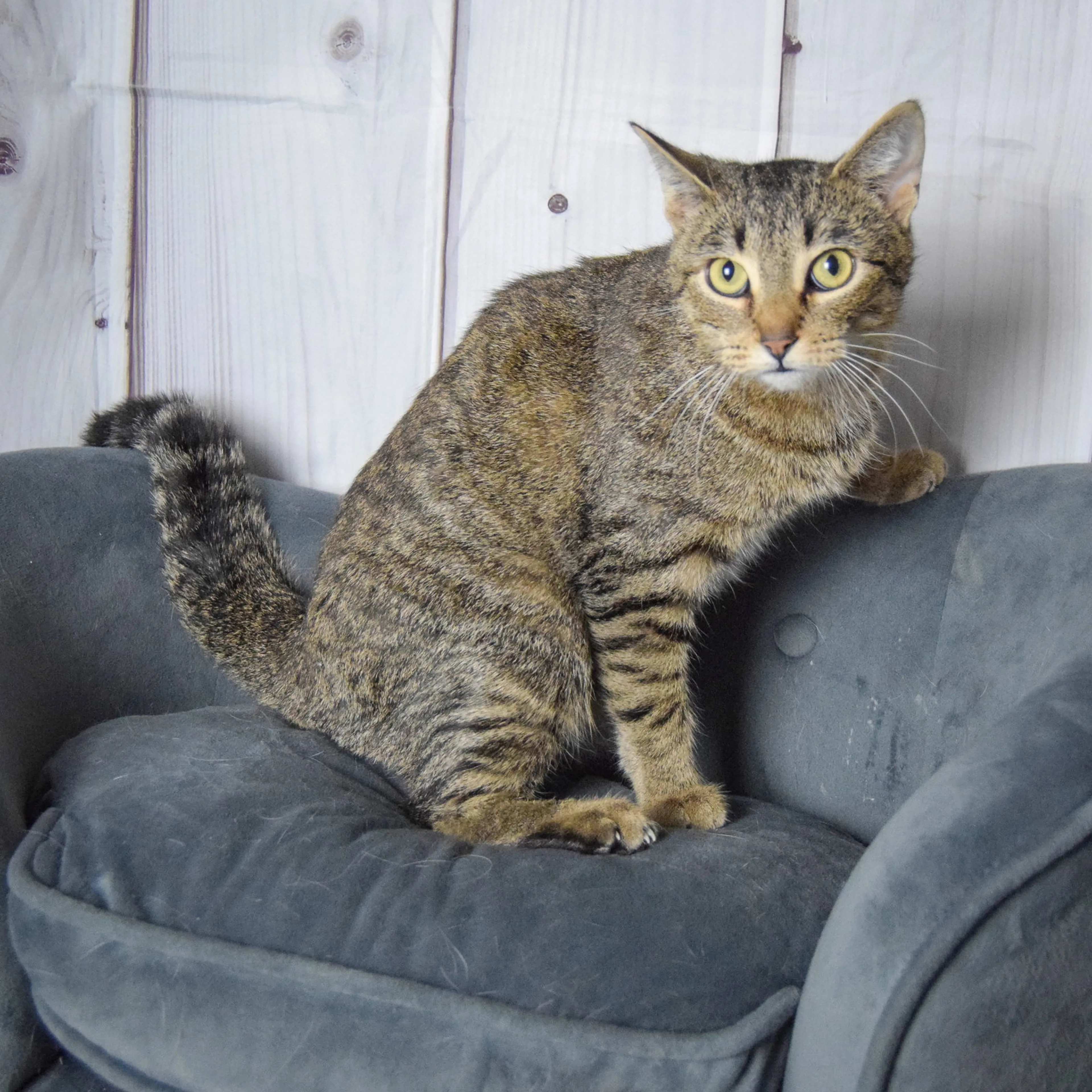 Found pet-4