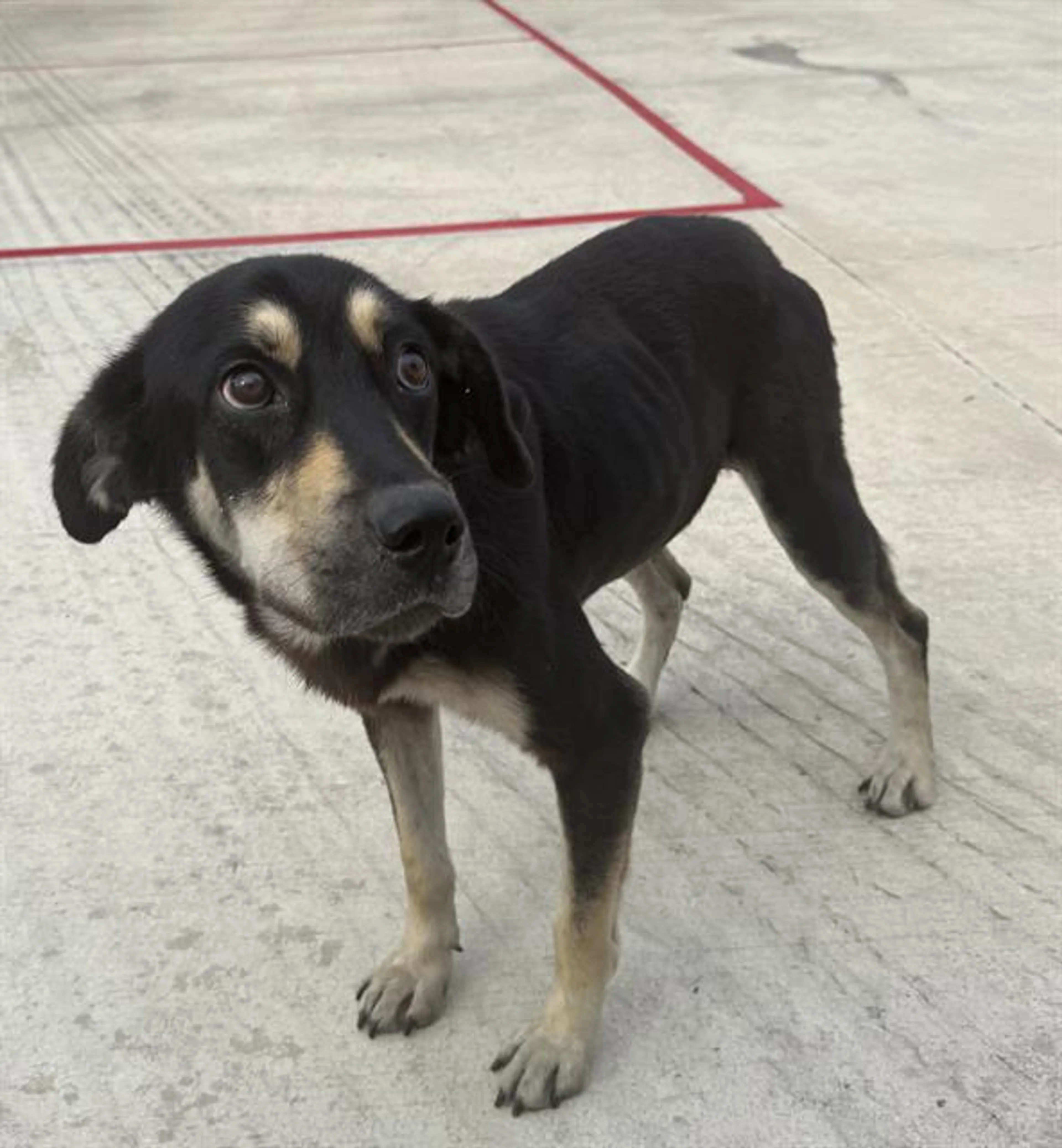 Found pet