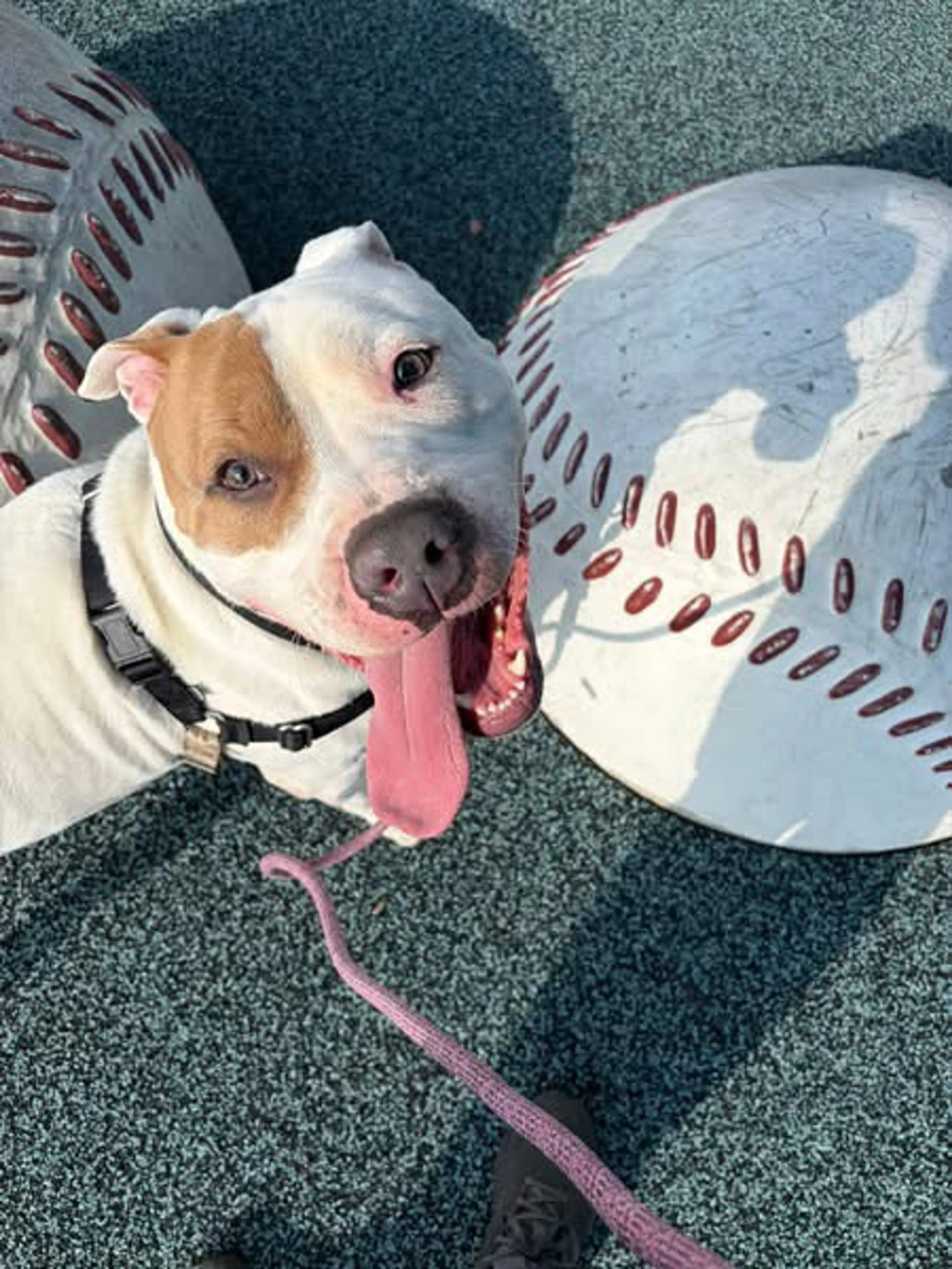 Found pet-6