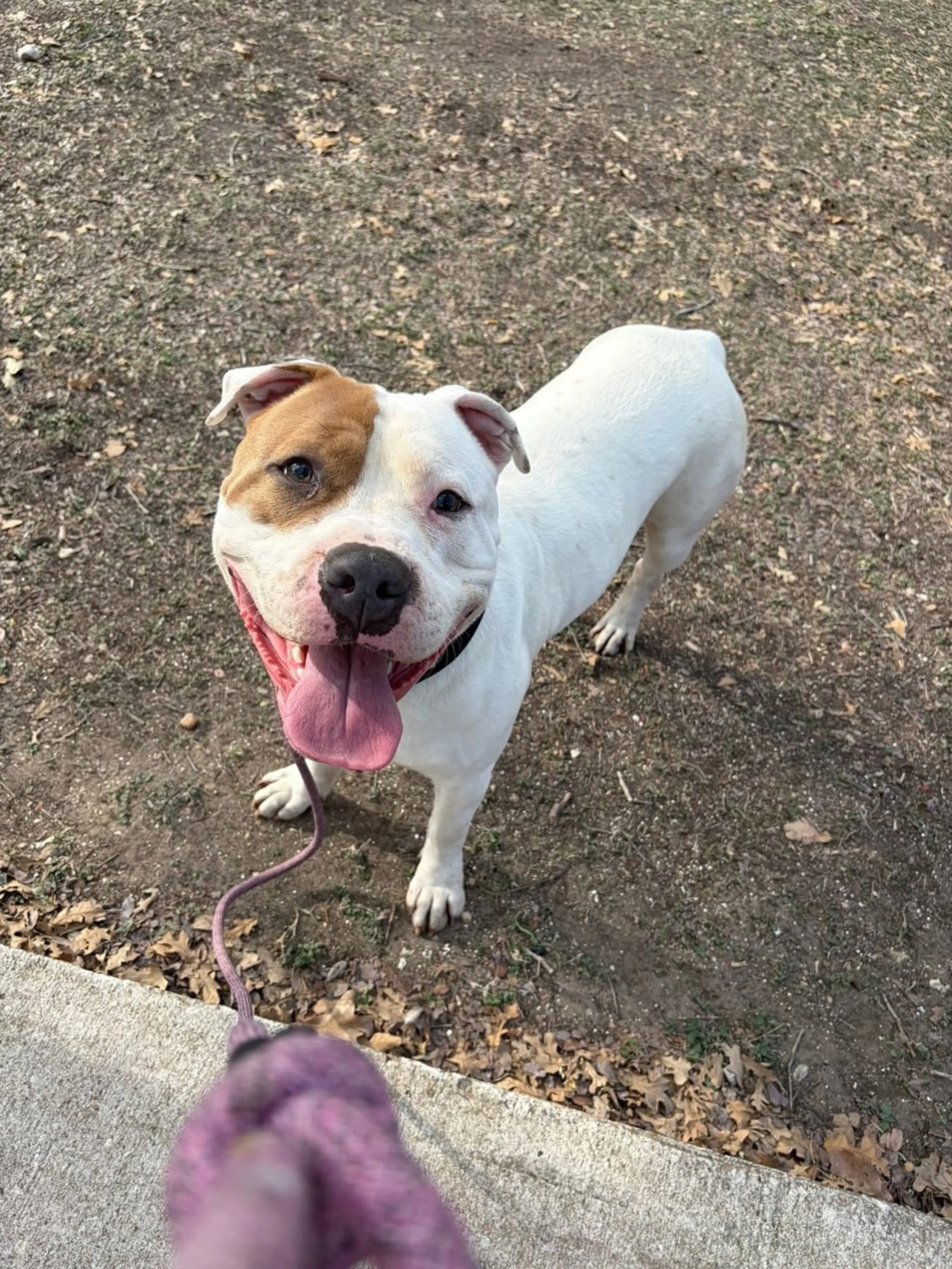 Found pet-8