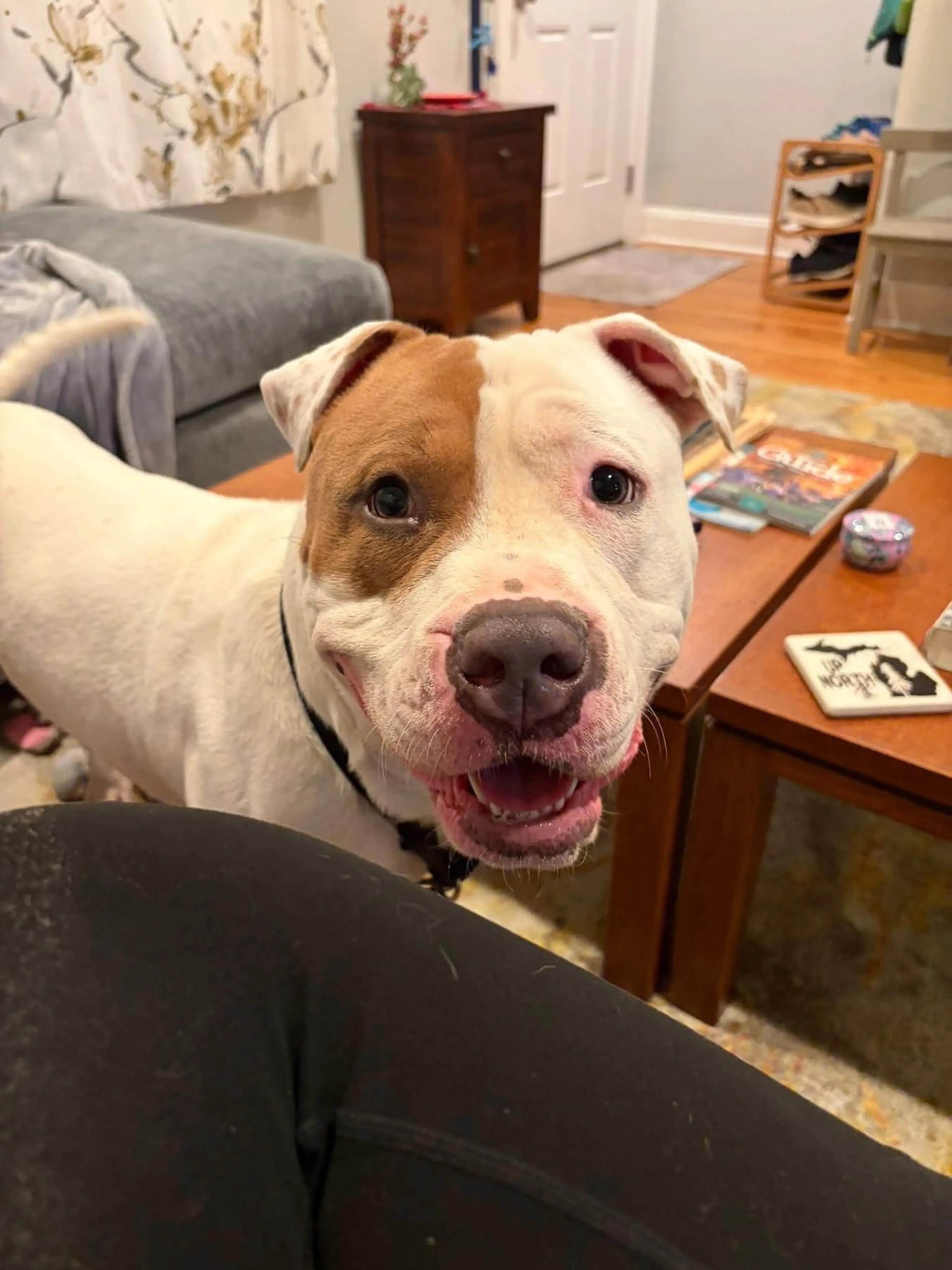 Found pet-3