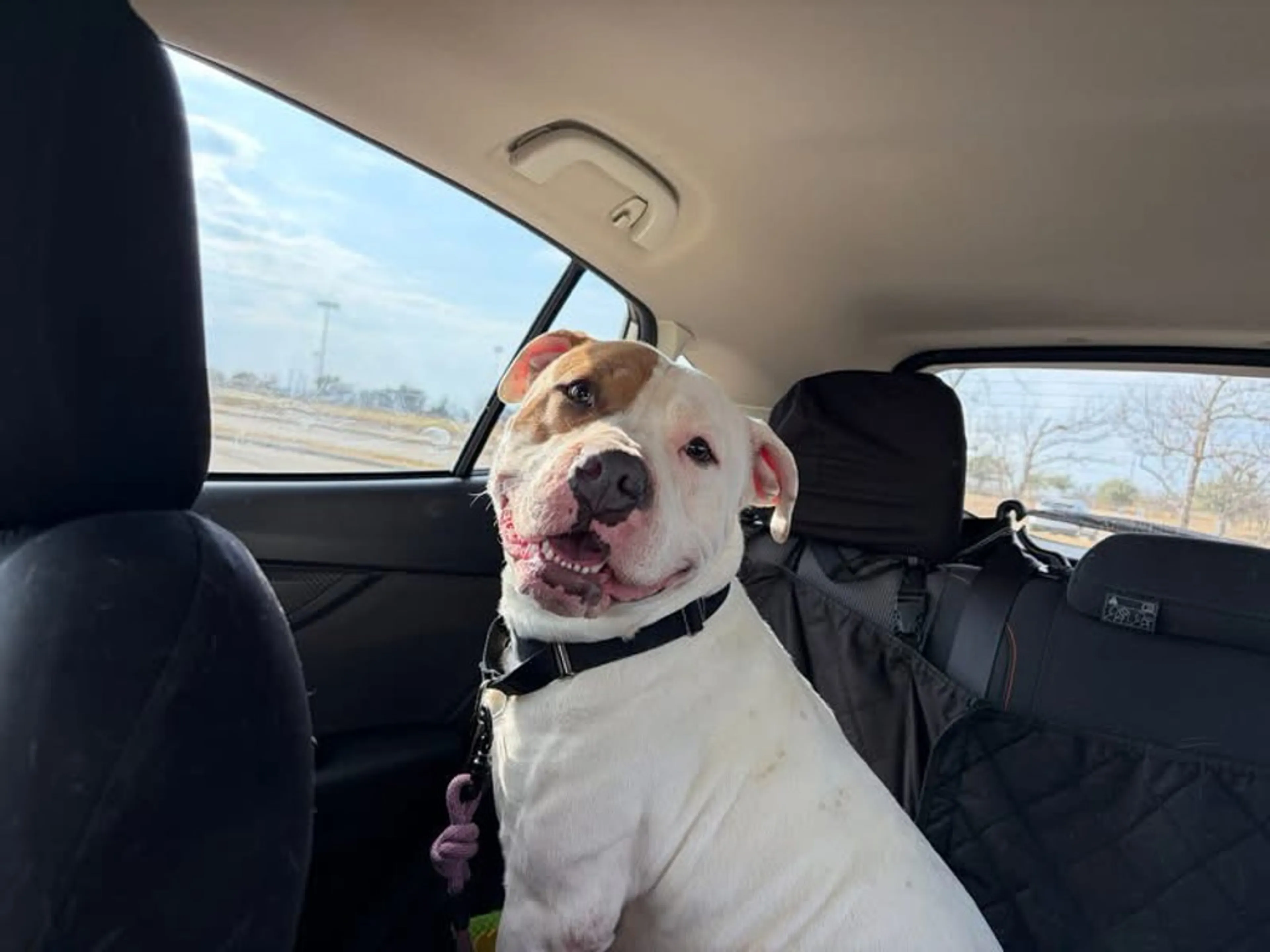 Found pet-7