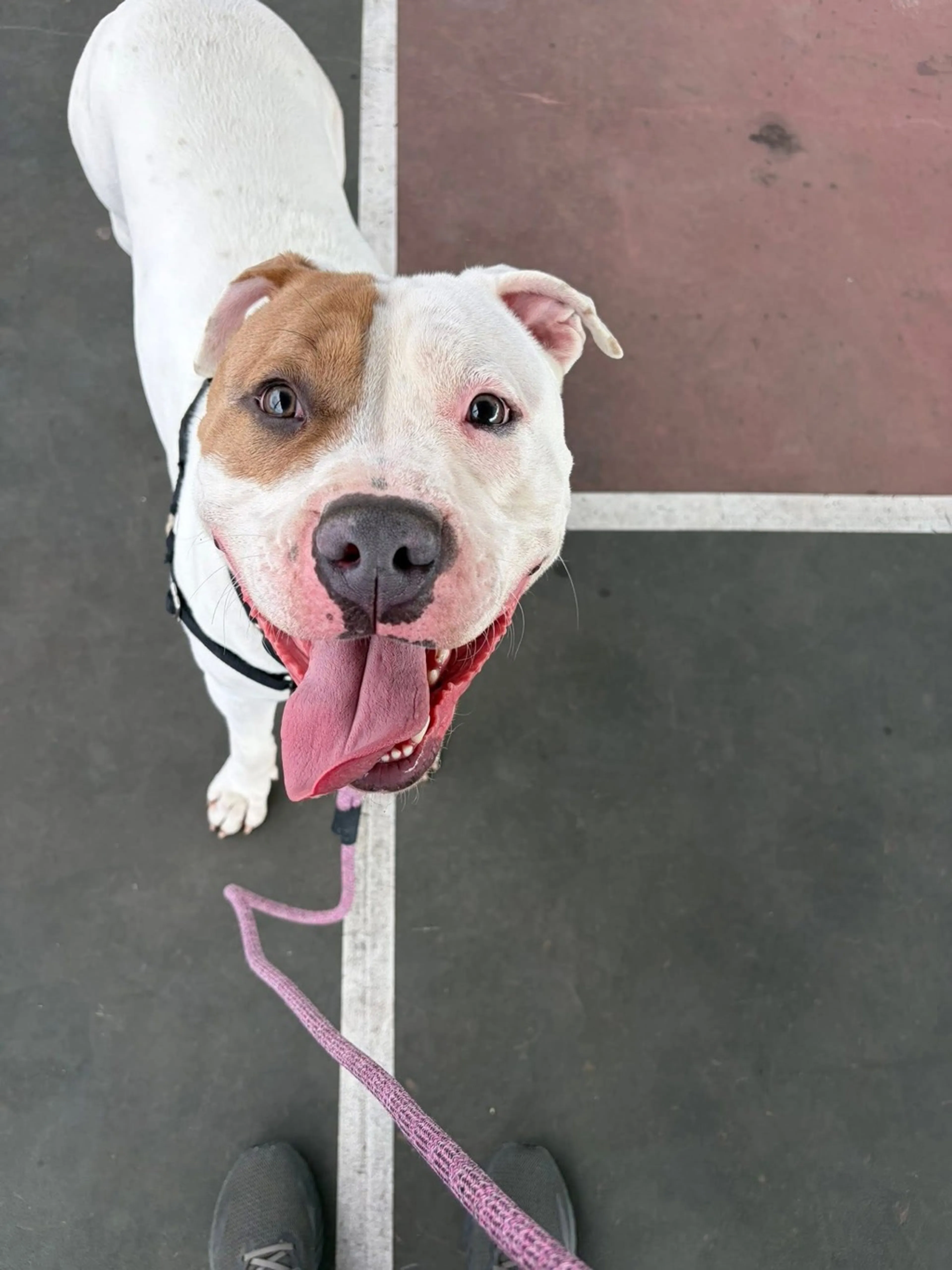 Found pet-4