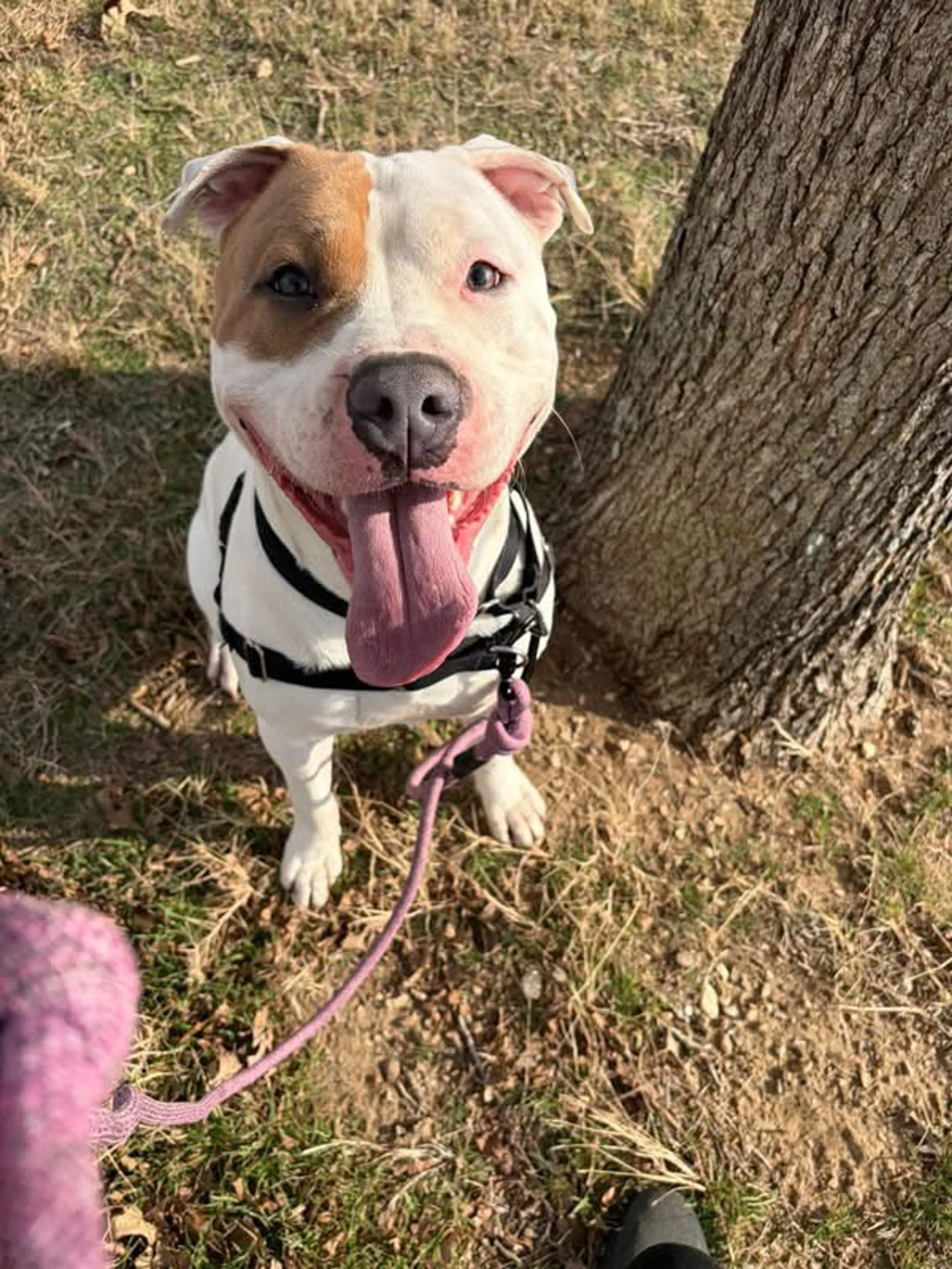 Found pet-2