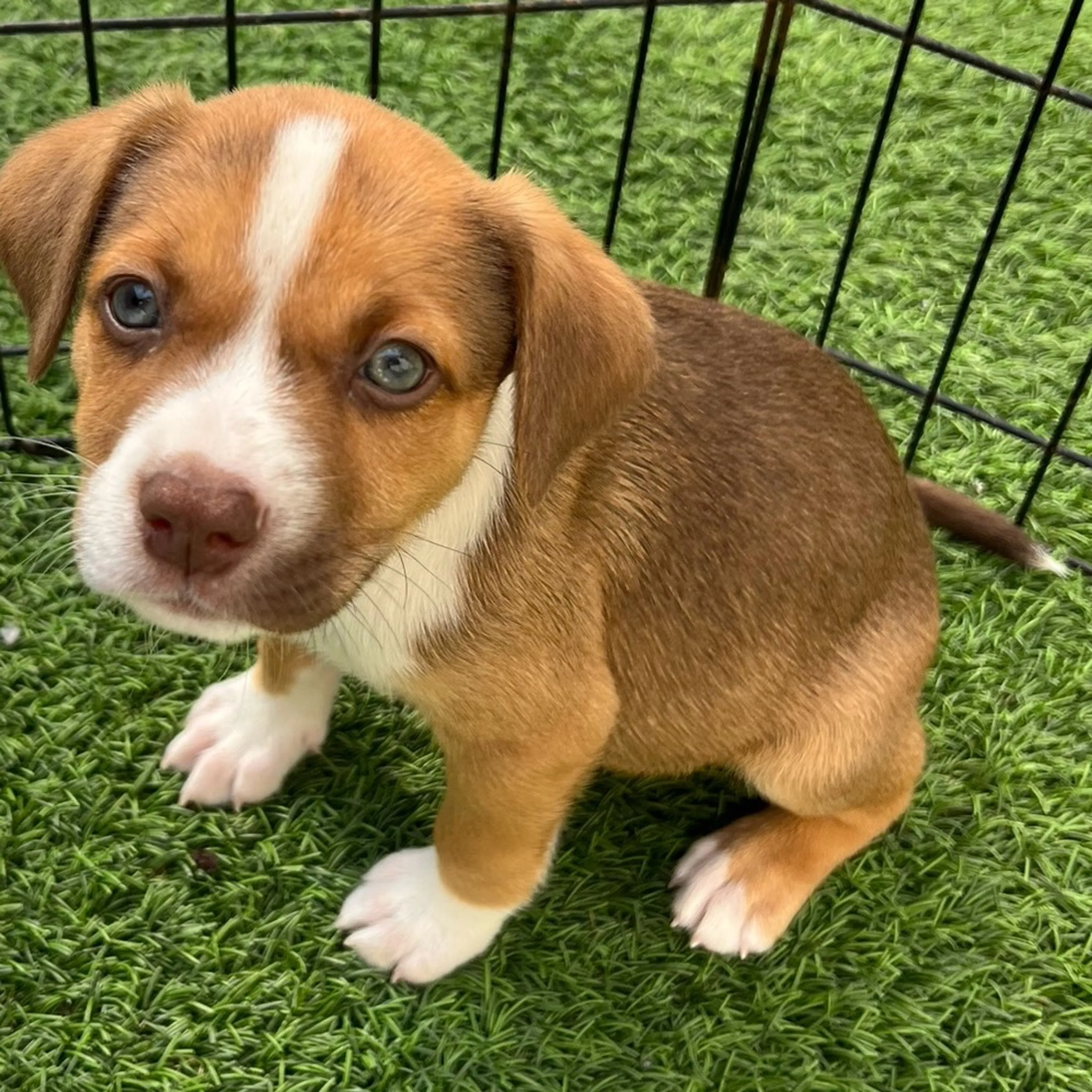Found pet-1