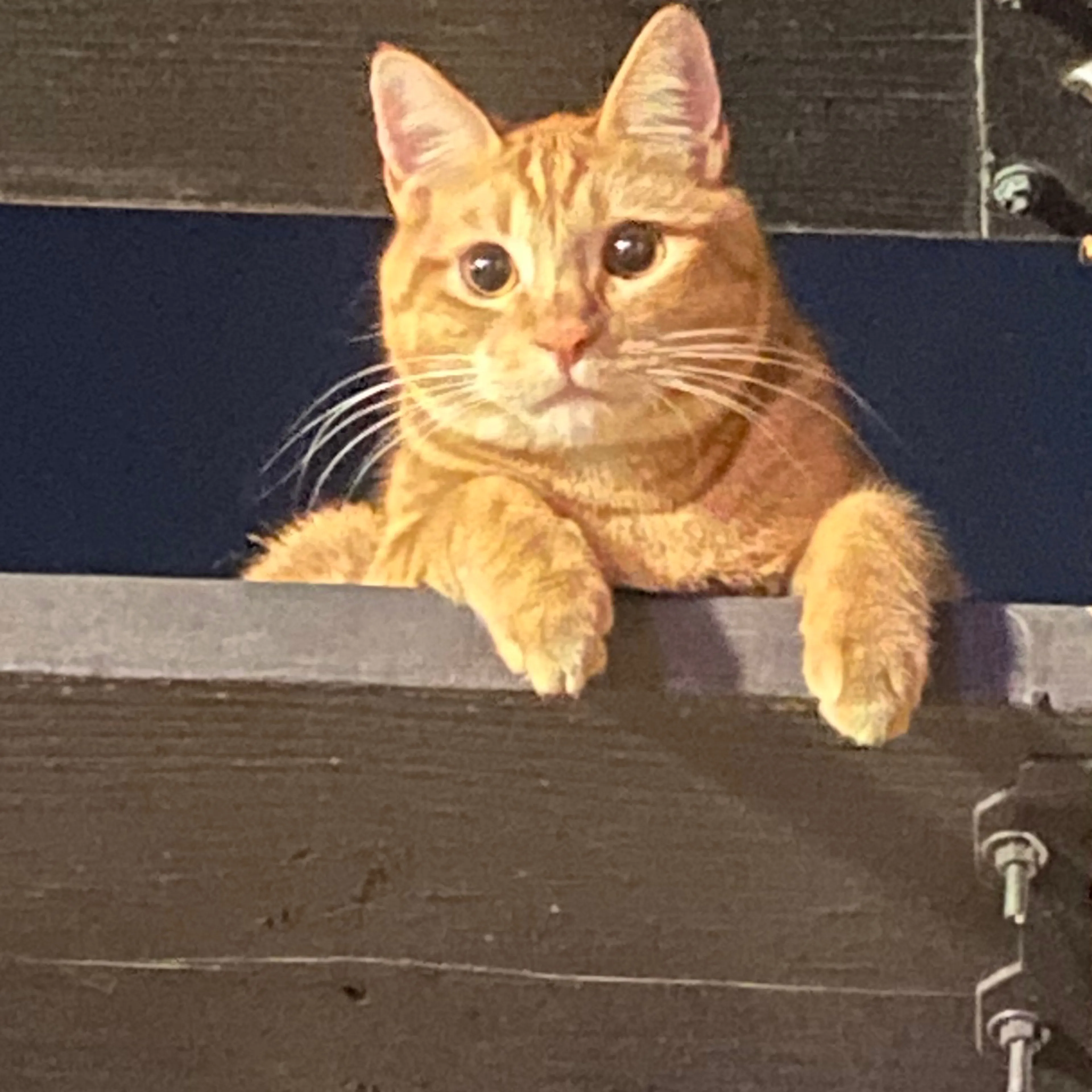 Lost pet-2