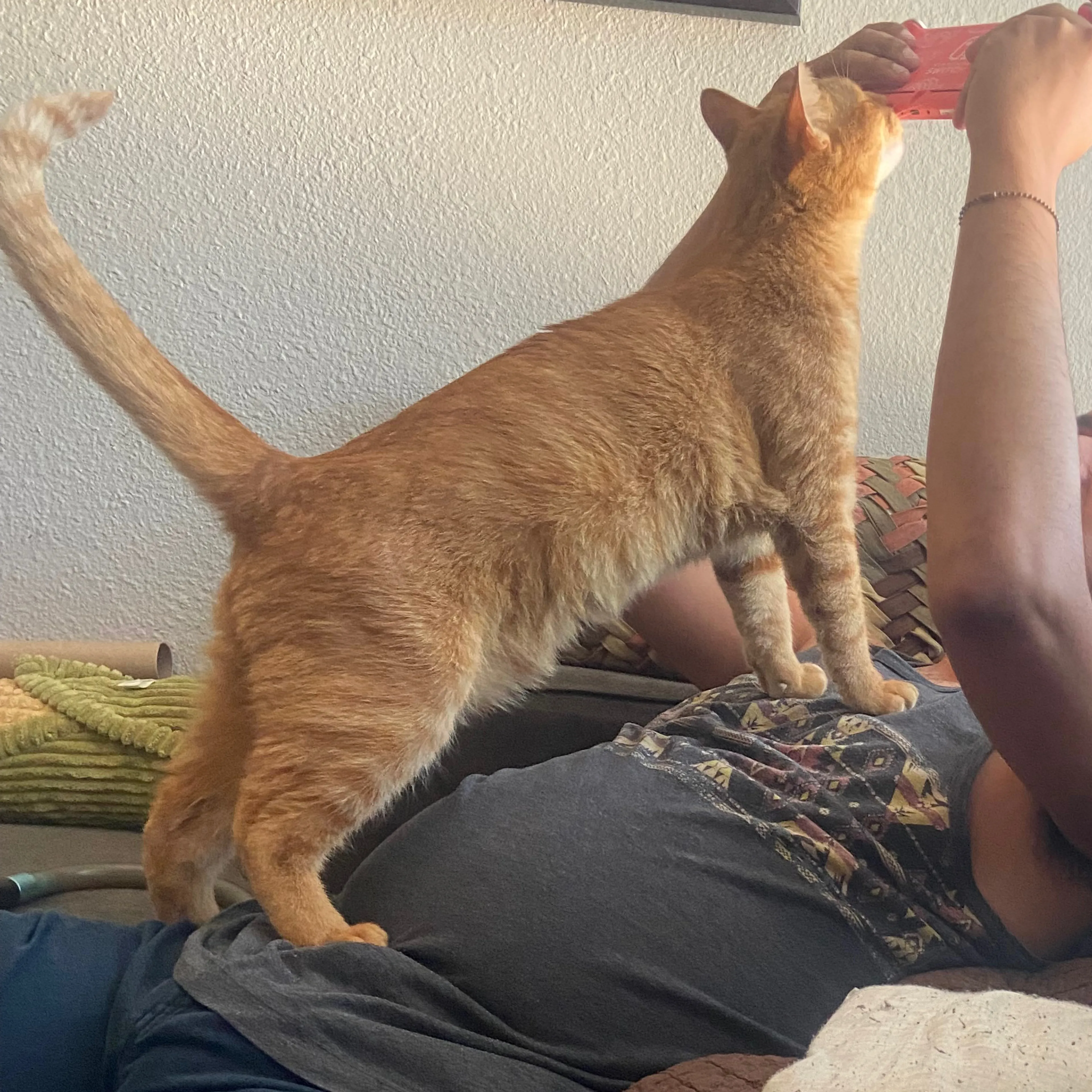 Lost pet-3