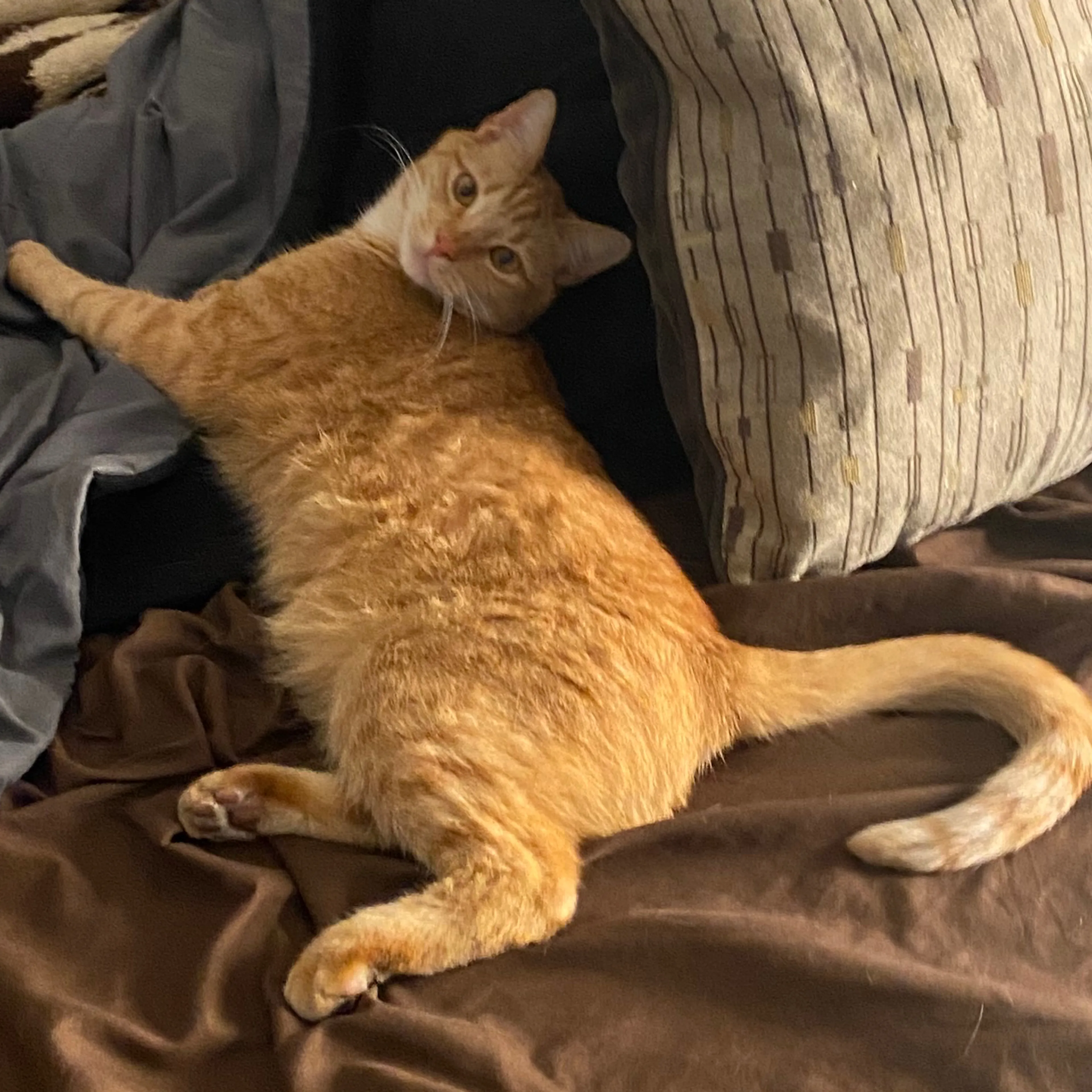 Lost pet-1