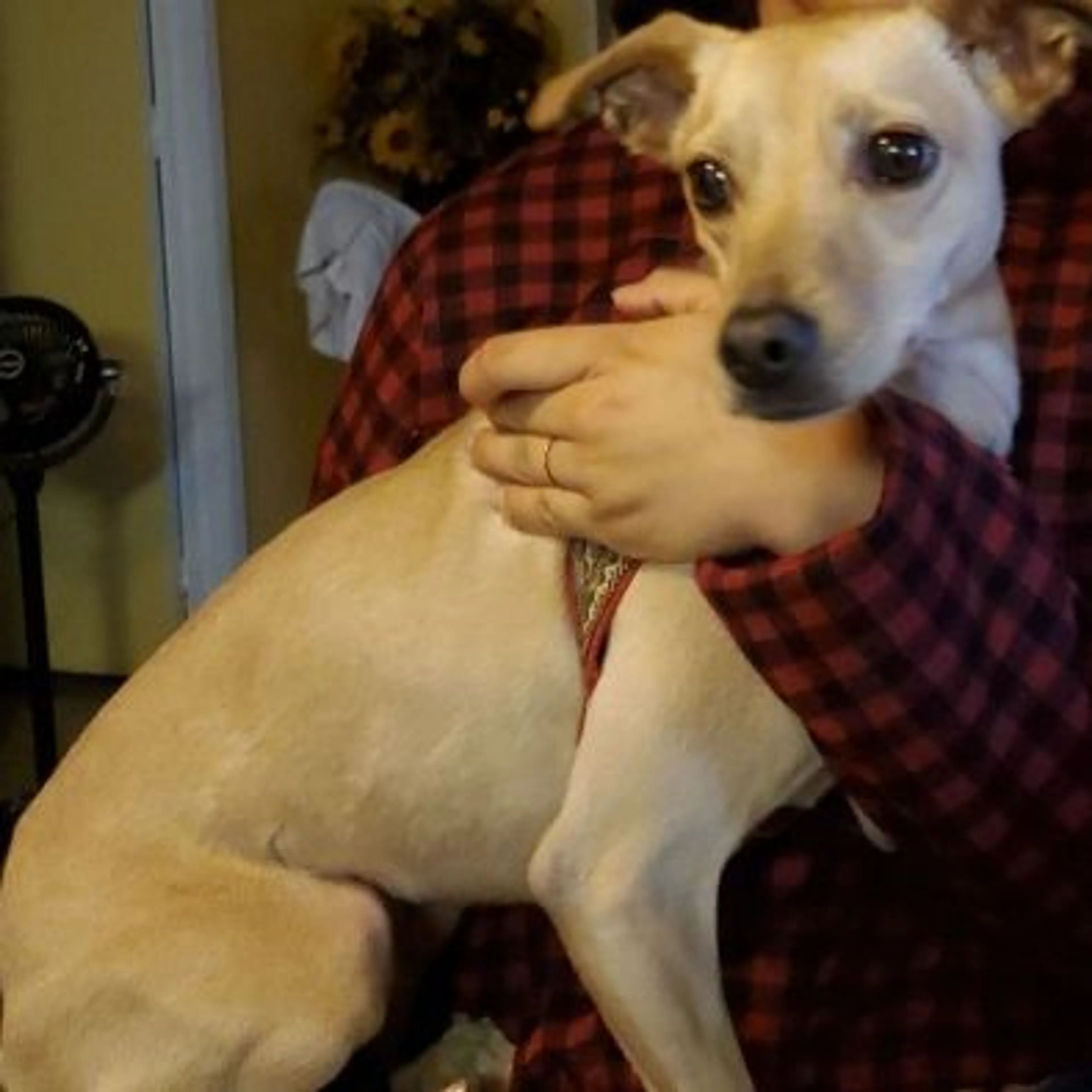 Lost pet