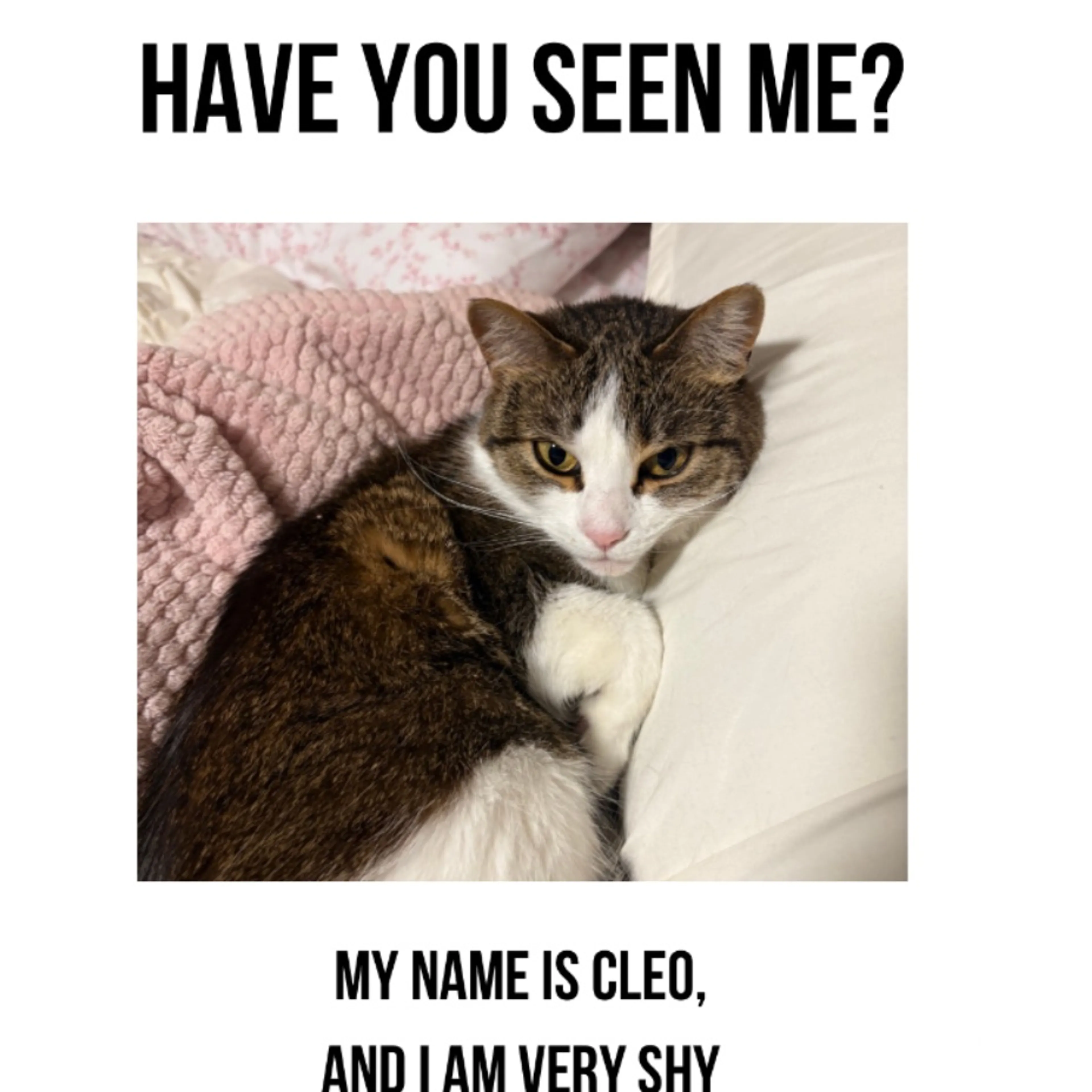 Lost pet