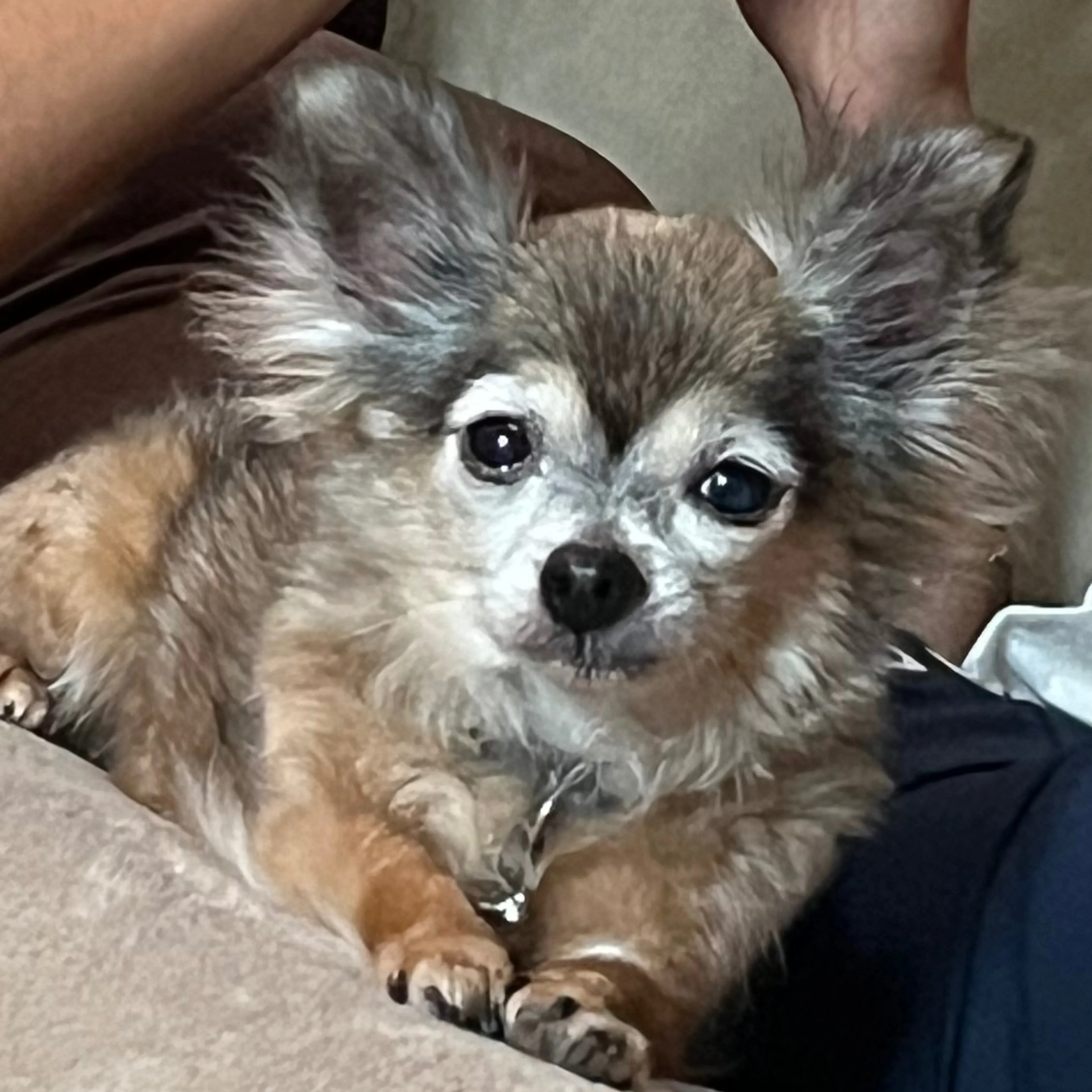 Lost pet-1