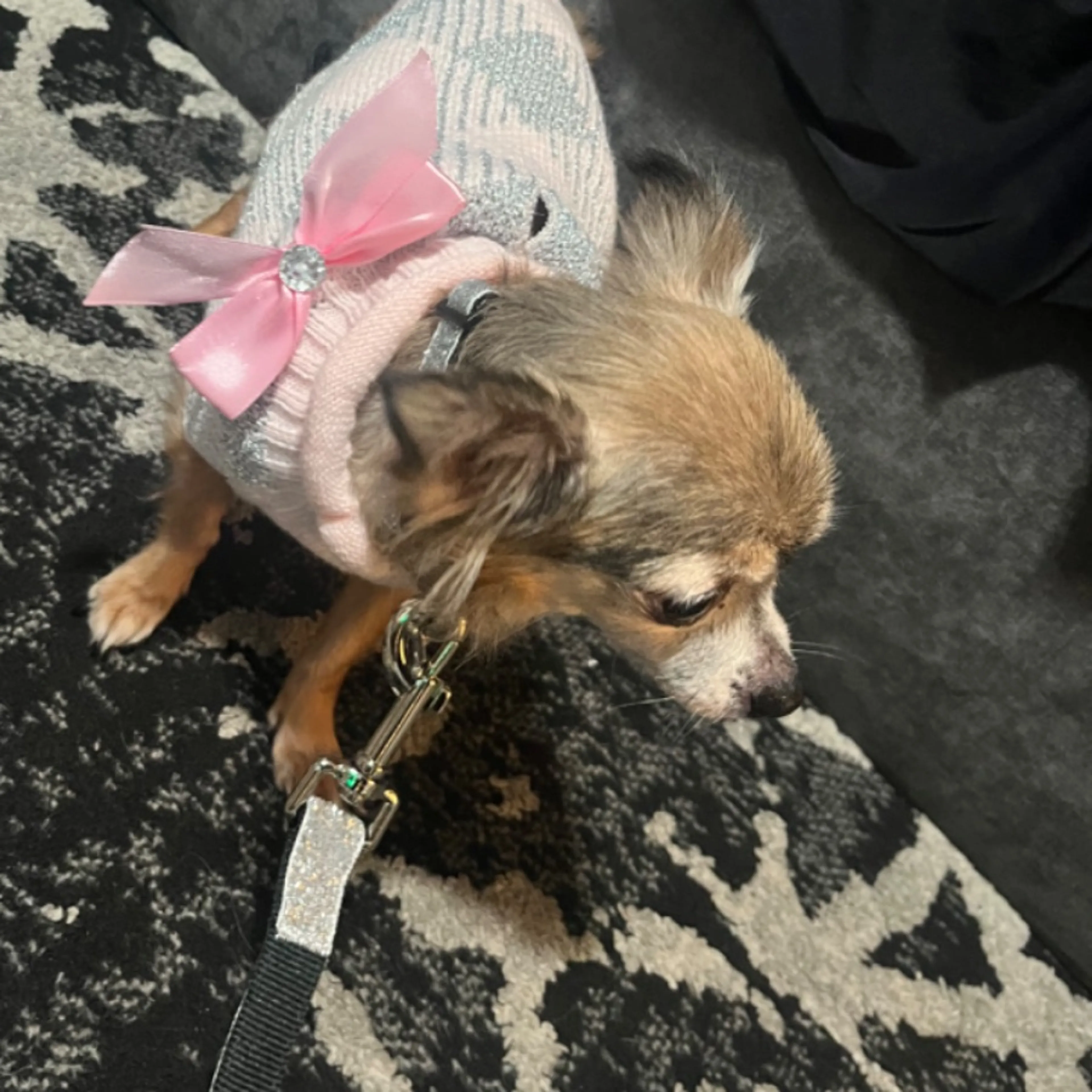 Lost pet-0