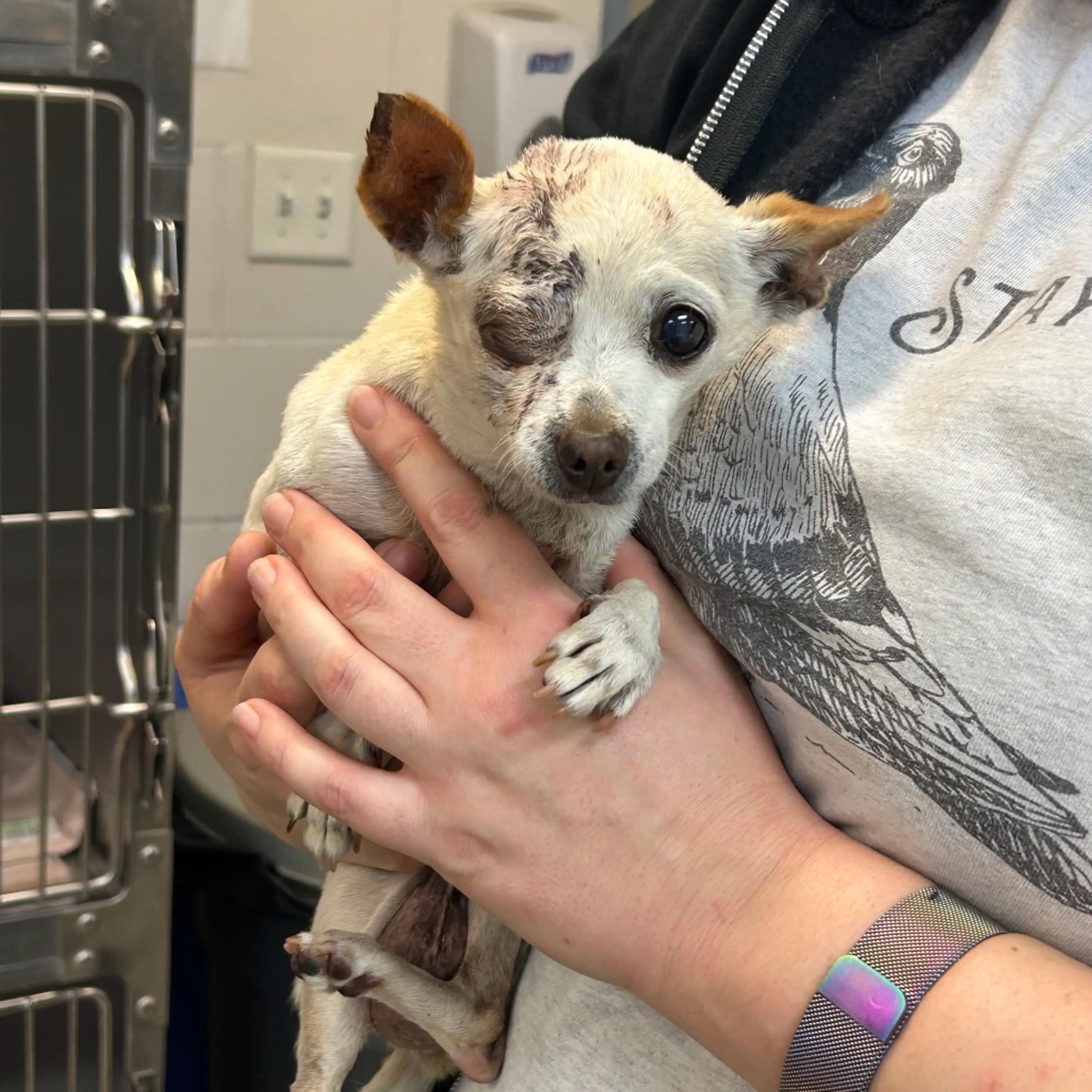 Found pet-1