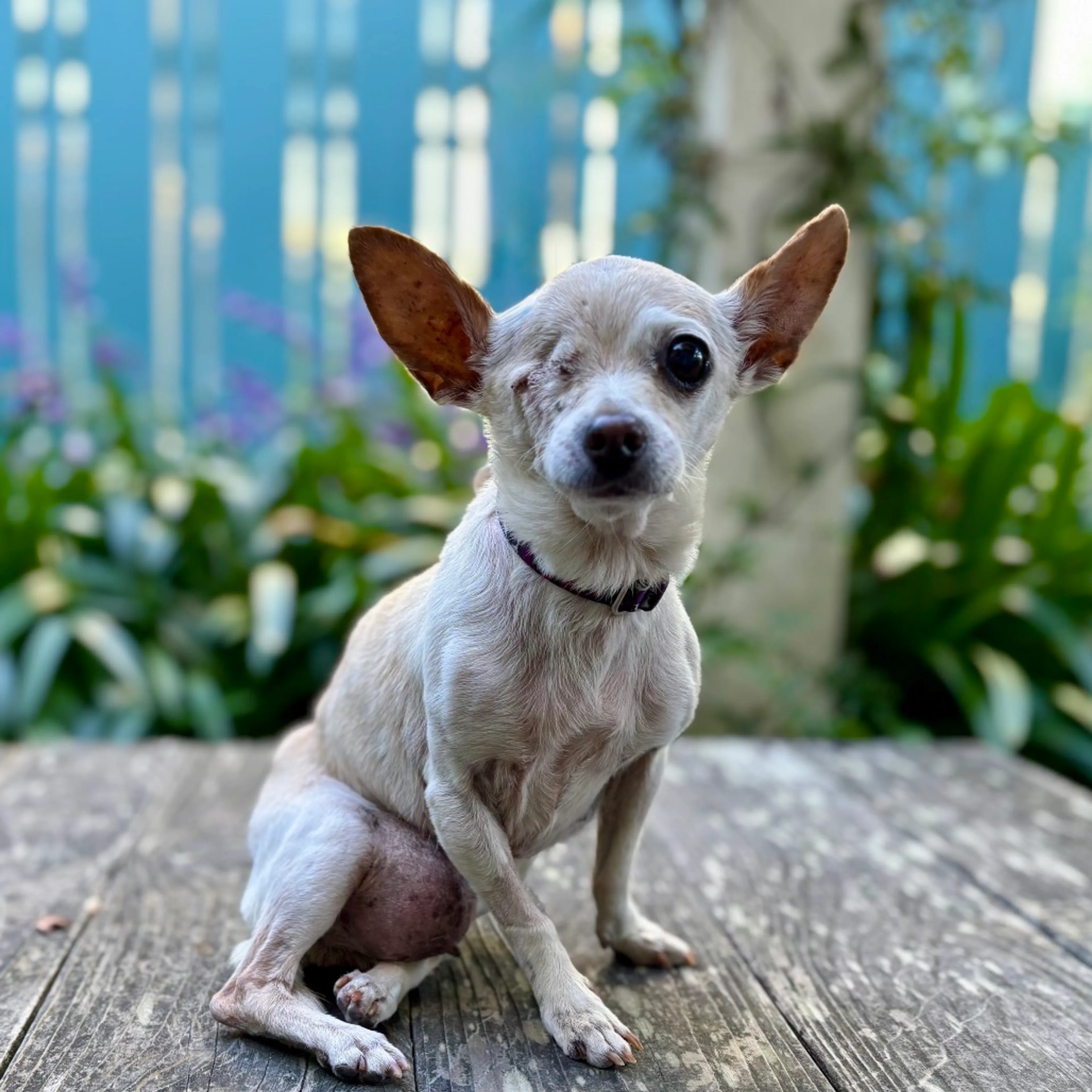 Found pet-3