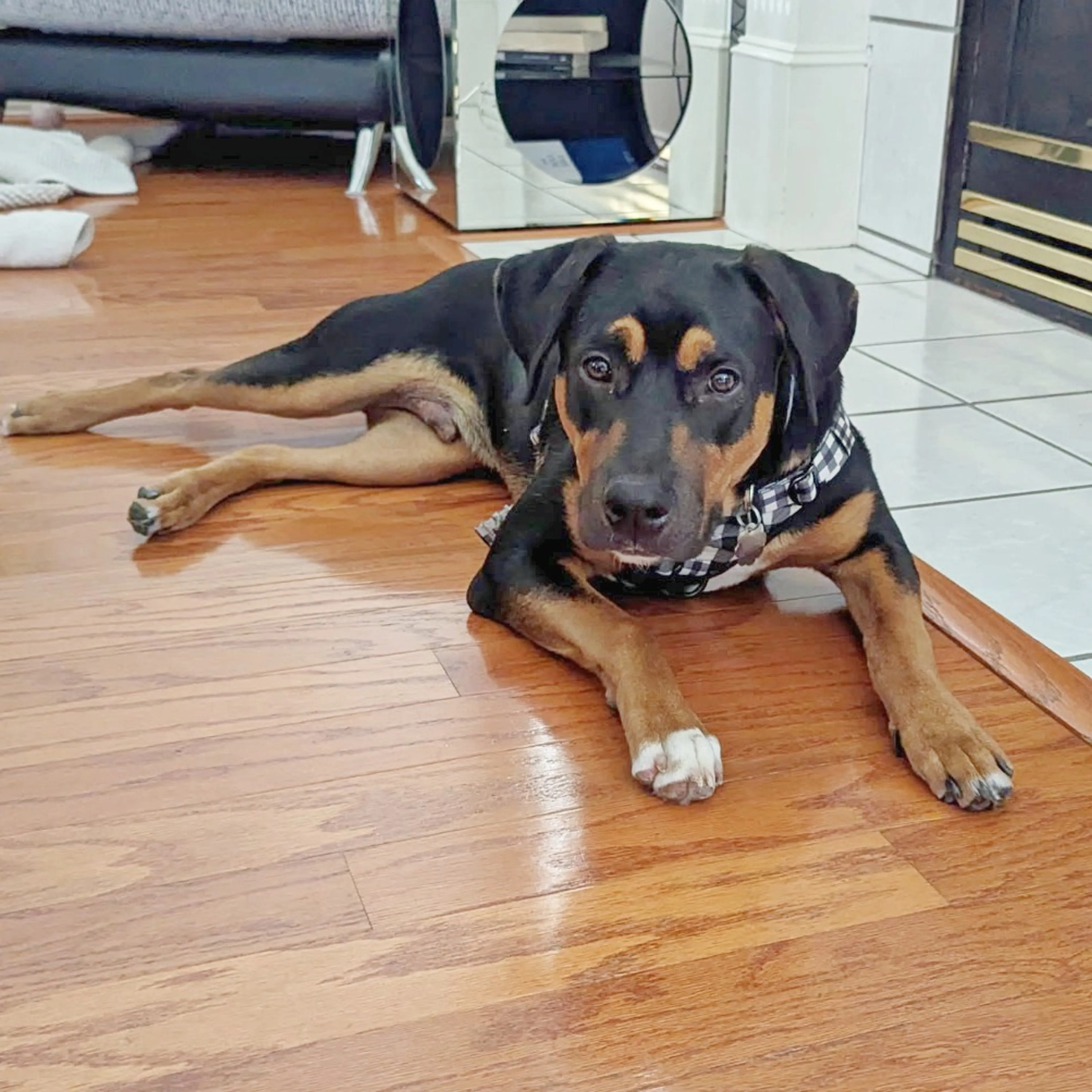 Found pet-1