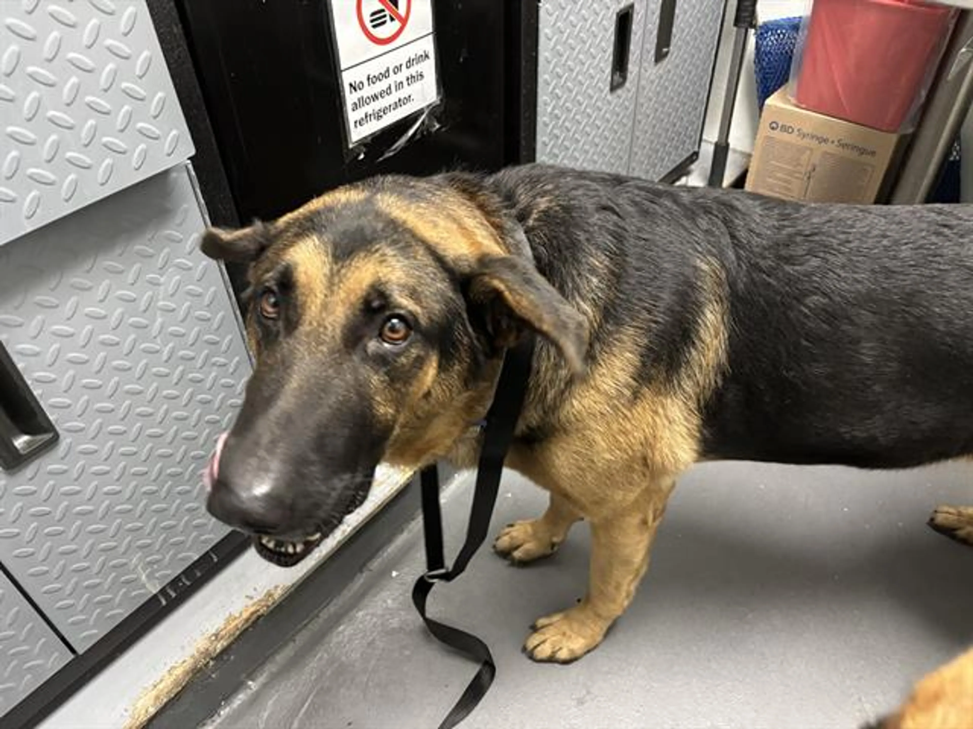 Found pet