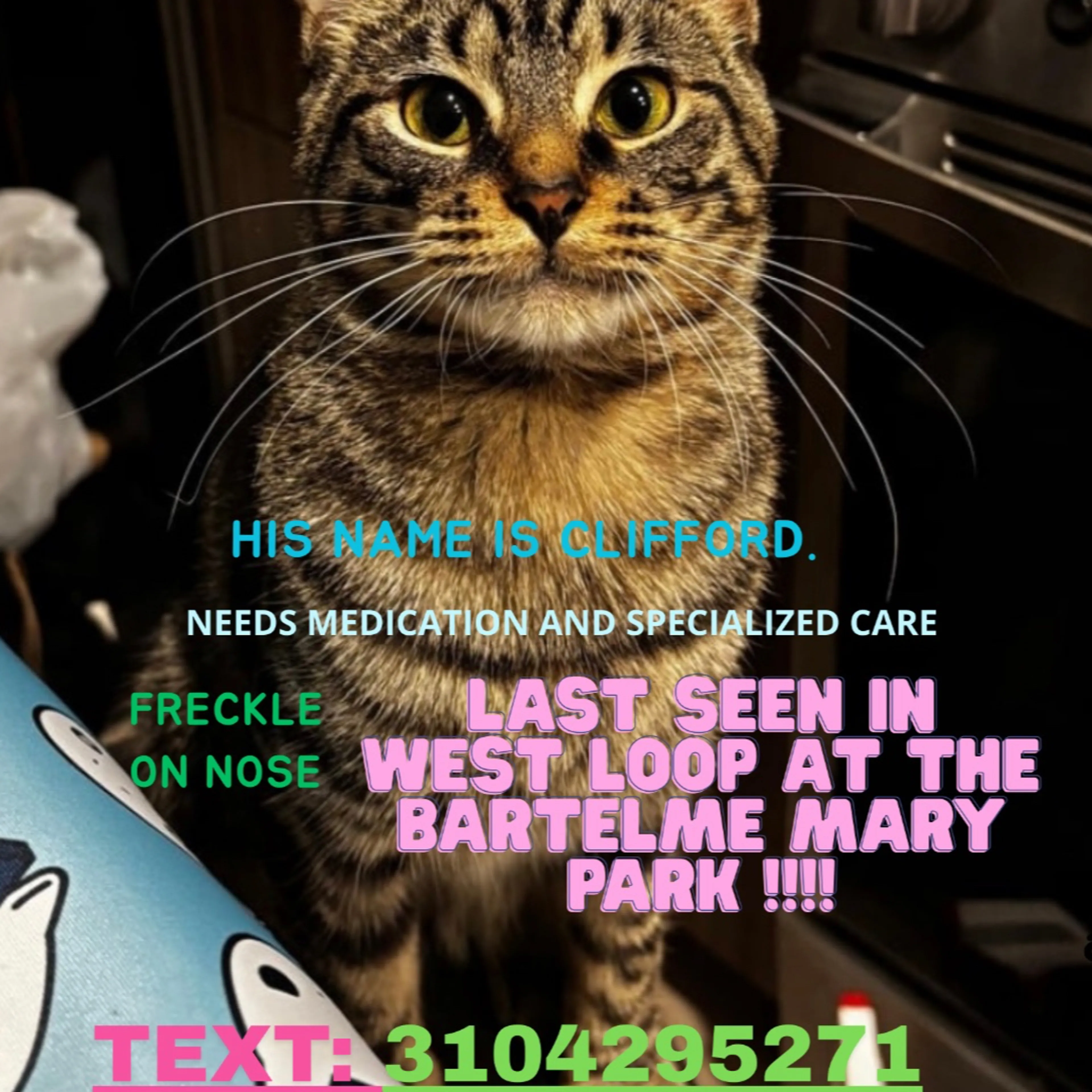 Lost pet-3