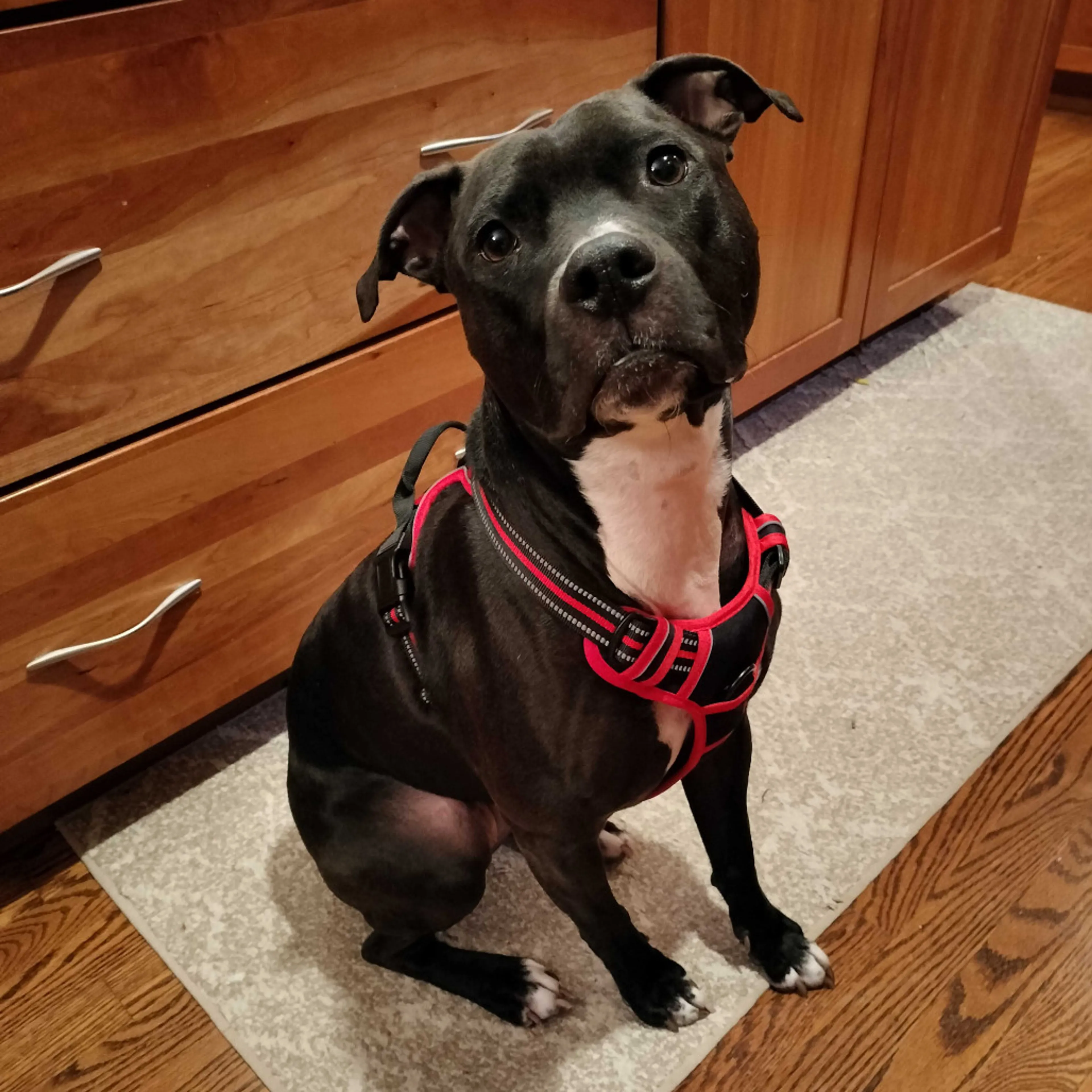 Found pet-16