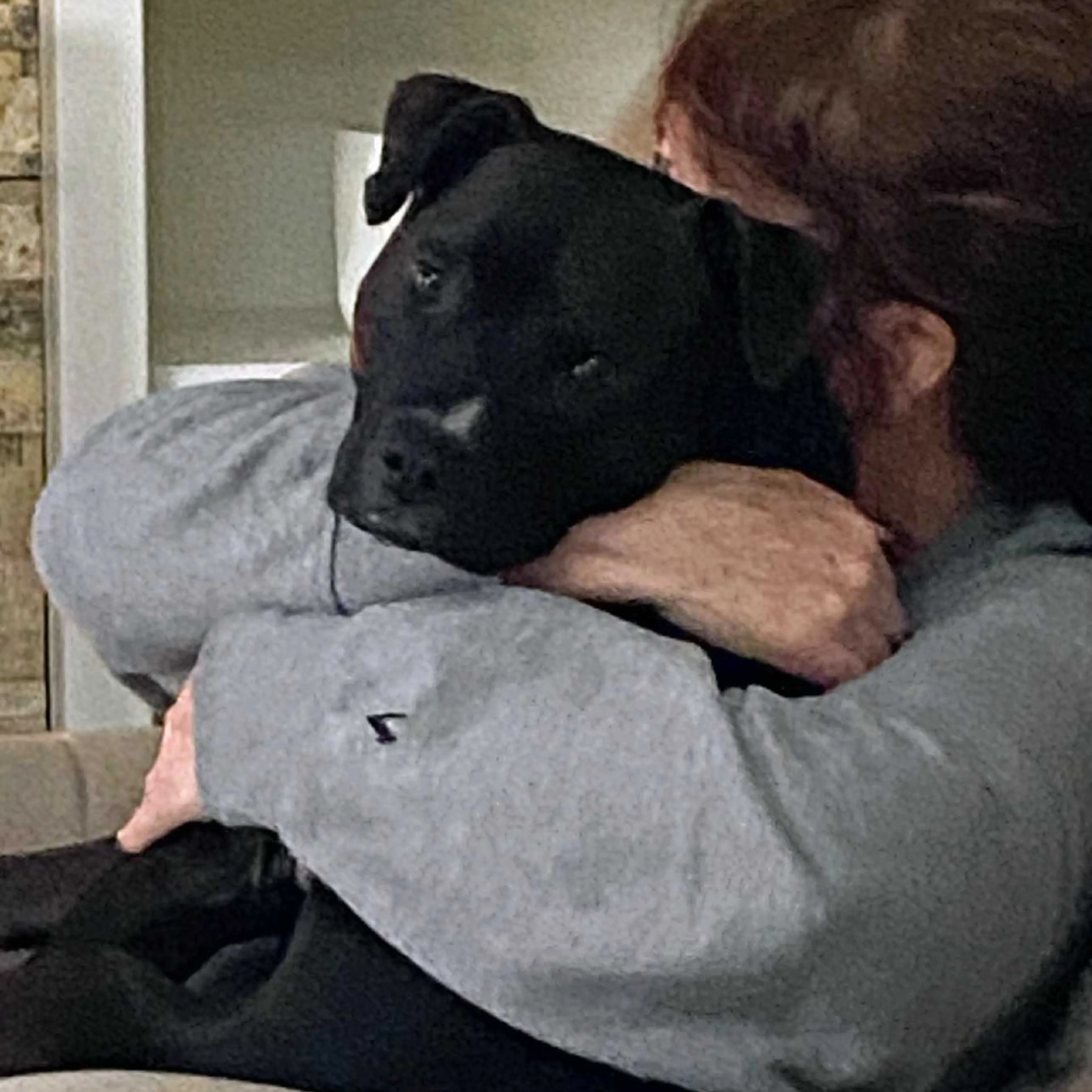Found pet-17
