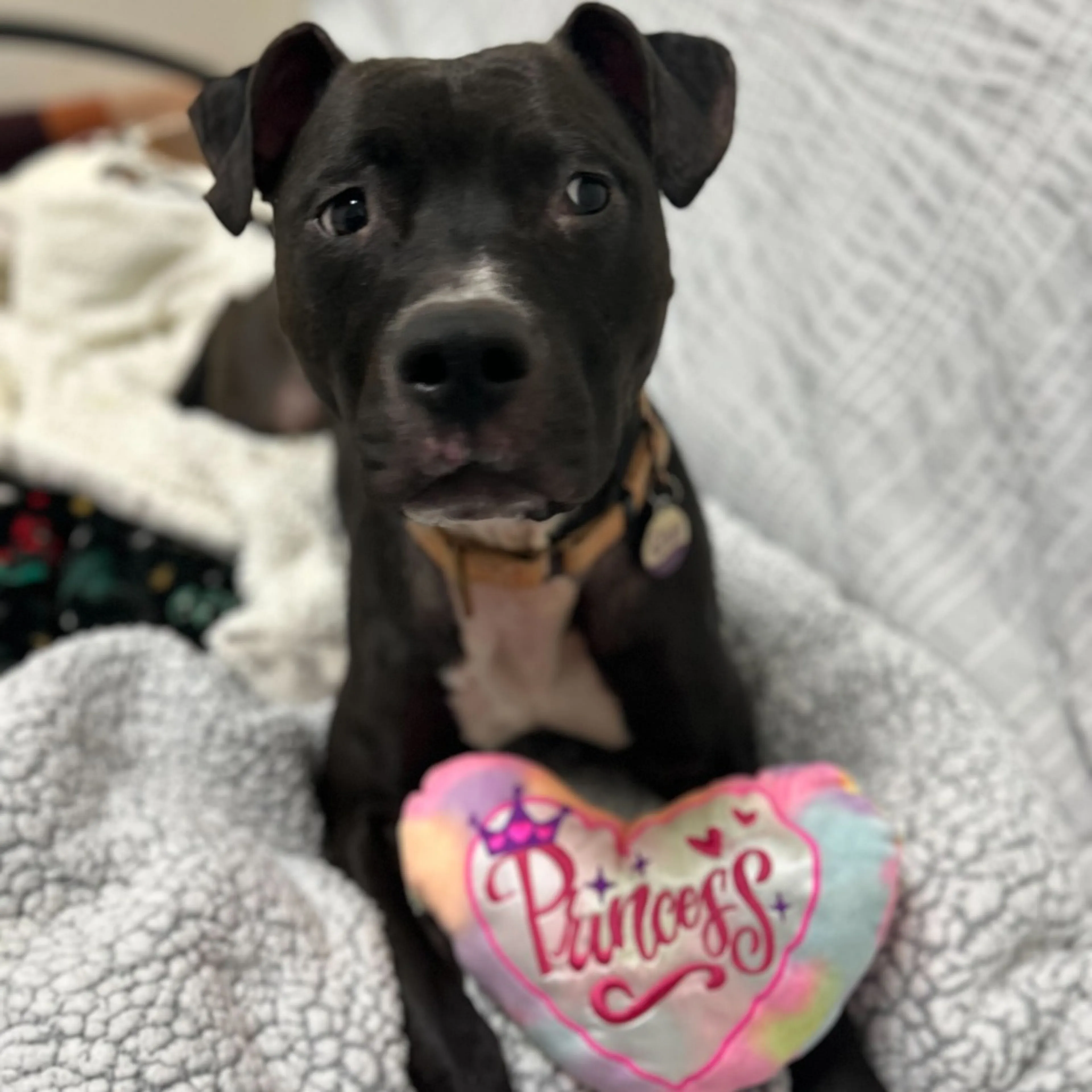 Found pet-13