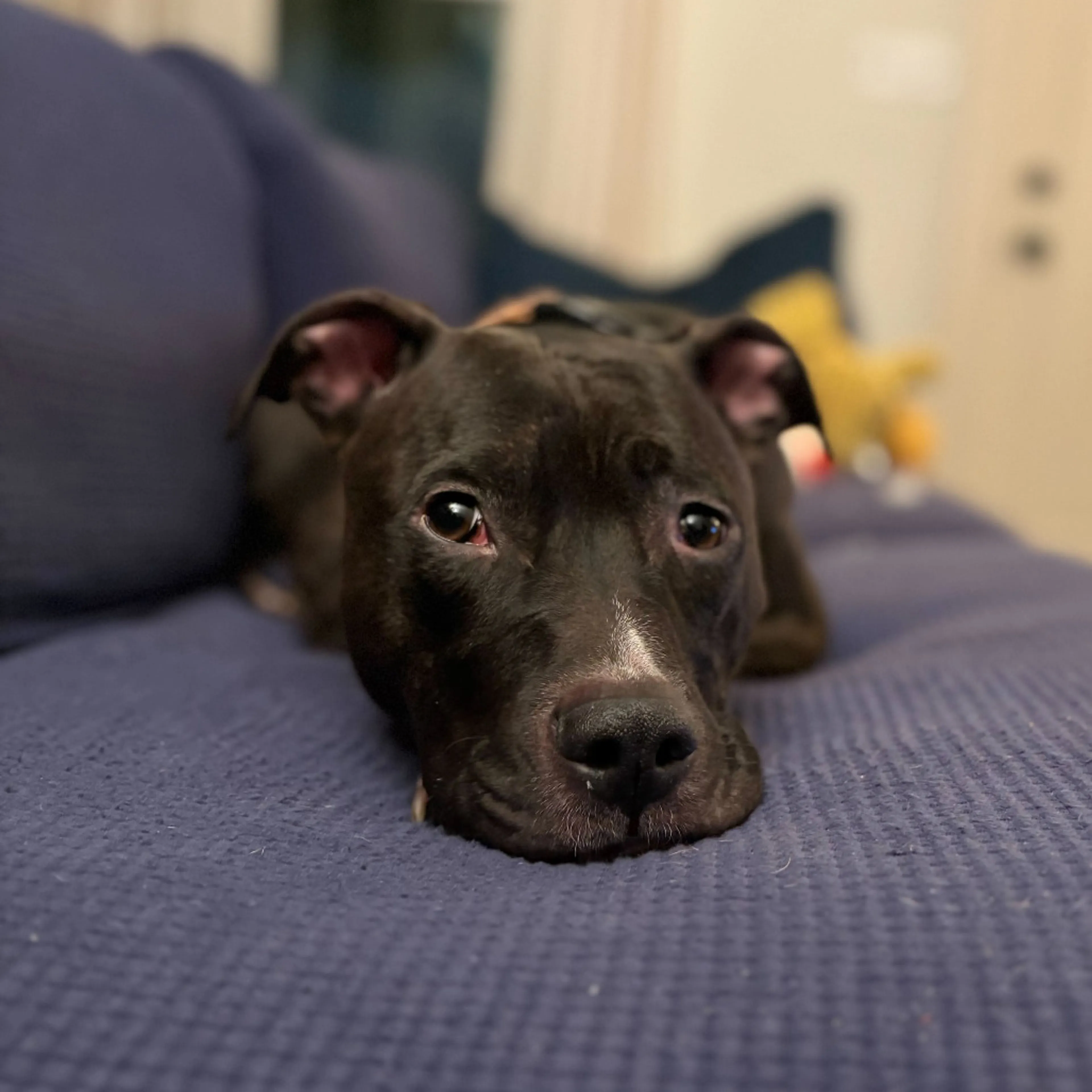 Found pet-8