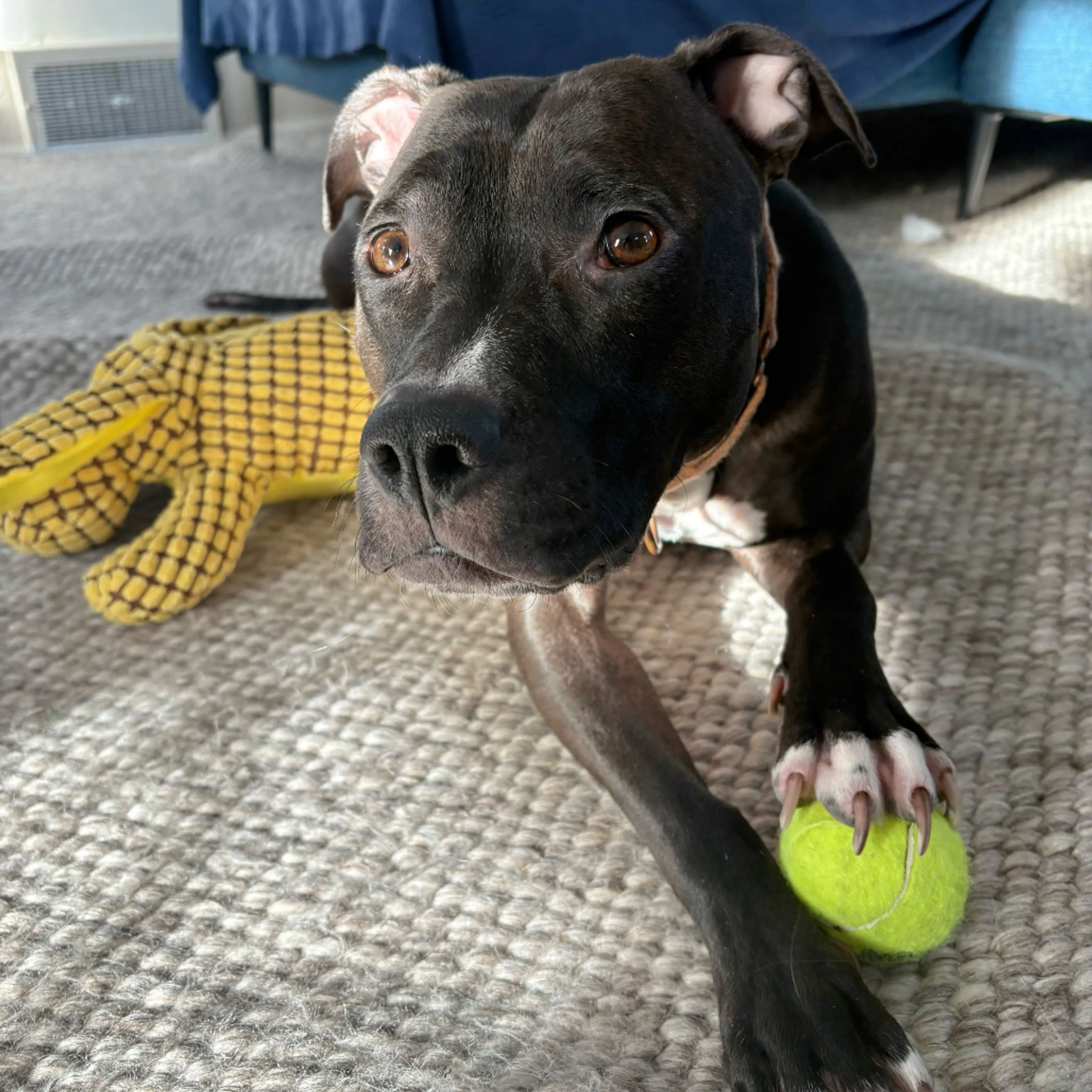 Found pet-6