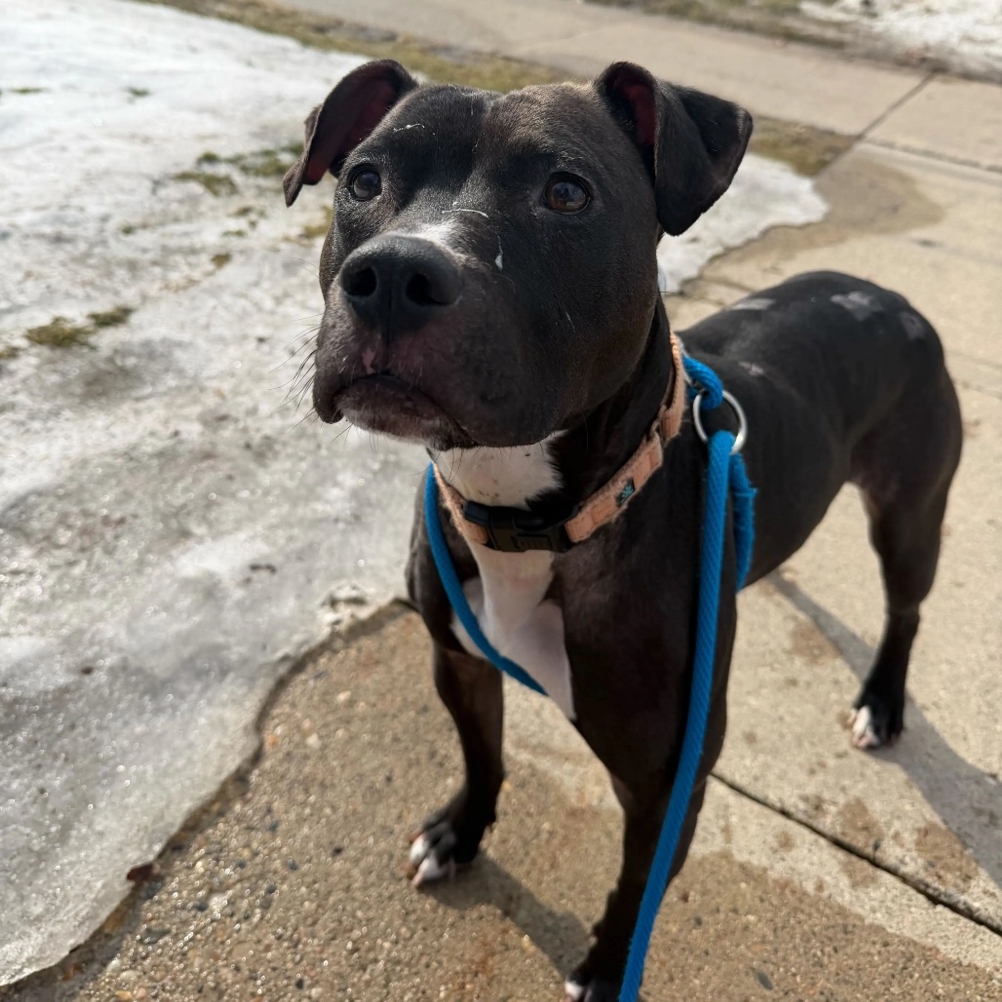 Found pet-14