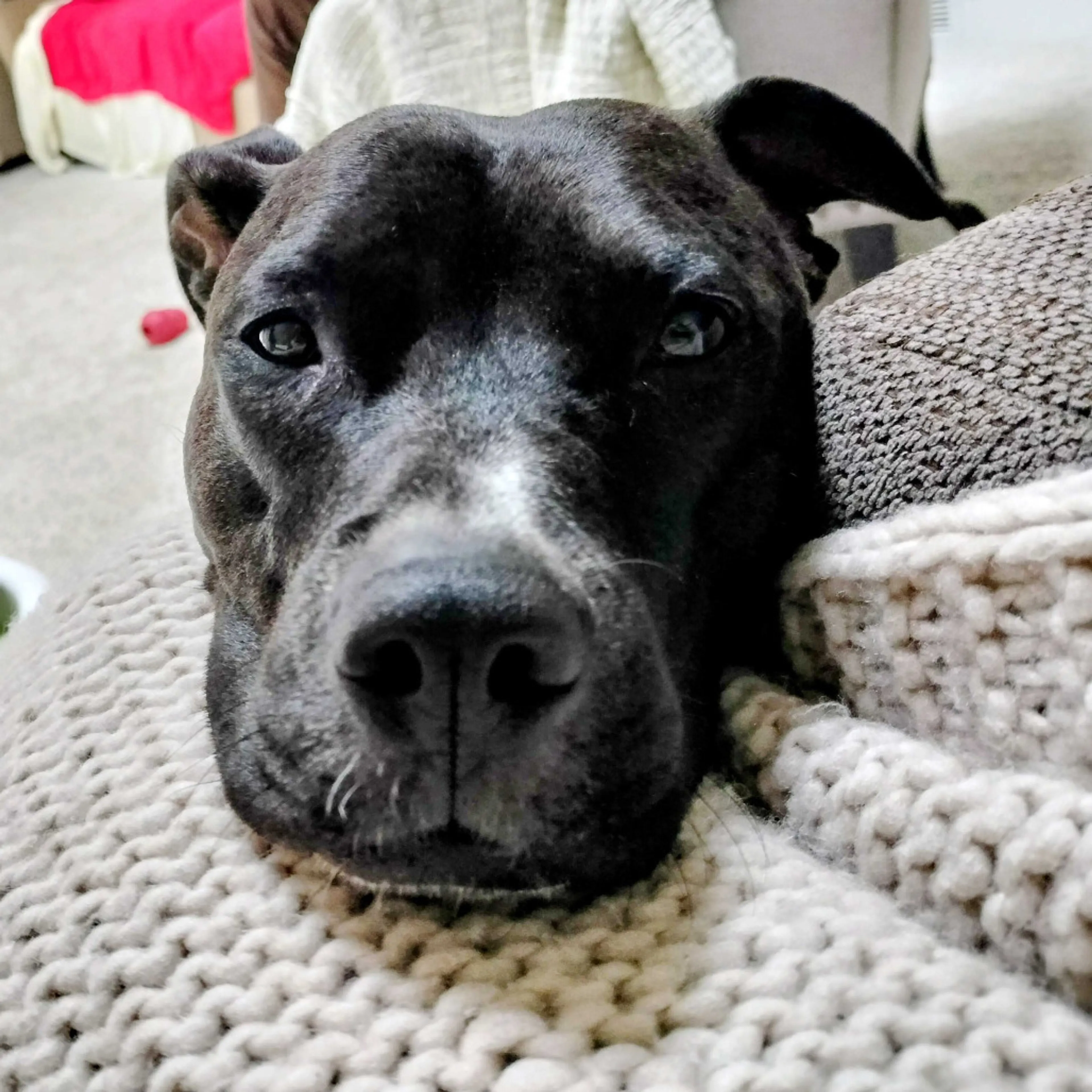 Found pet-18