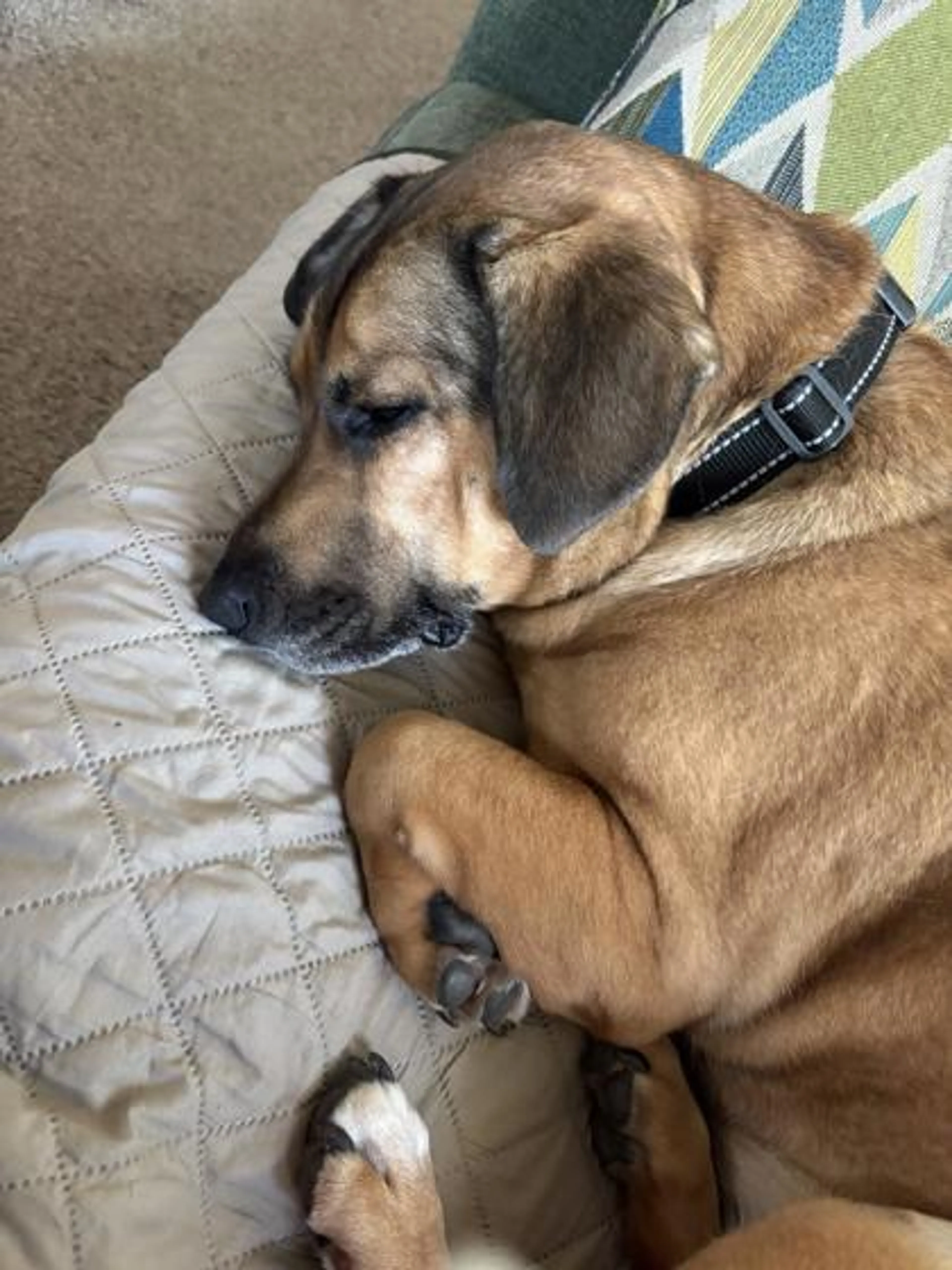 Found pet-2