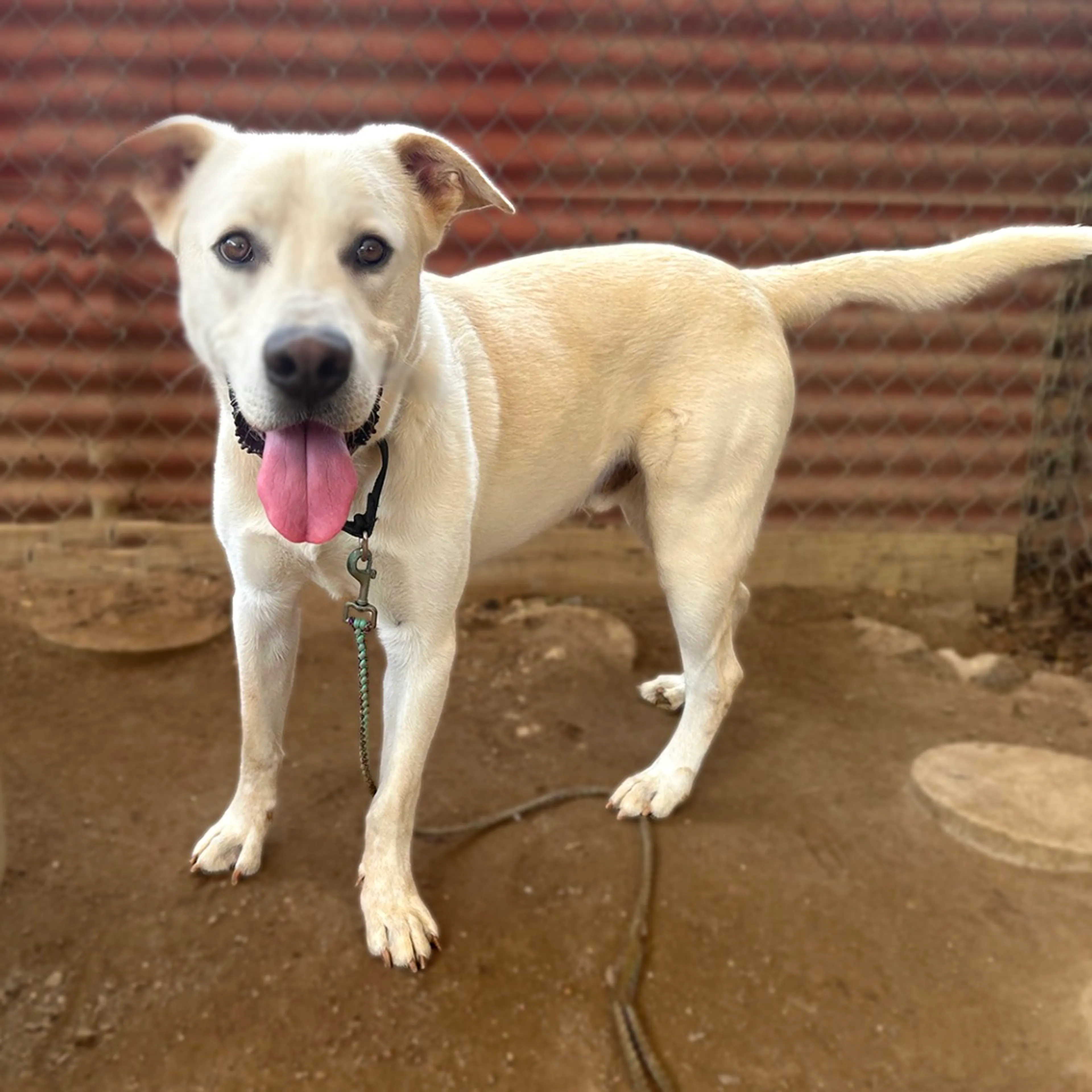 Found pet-11