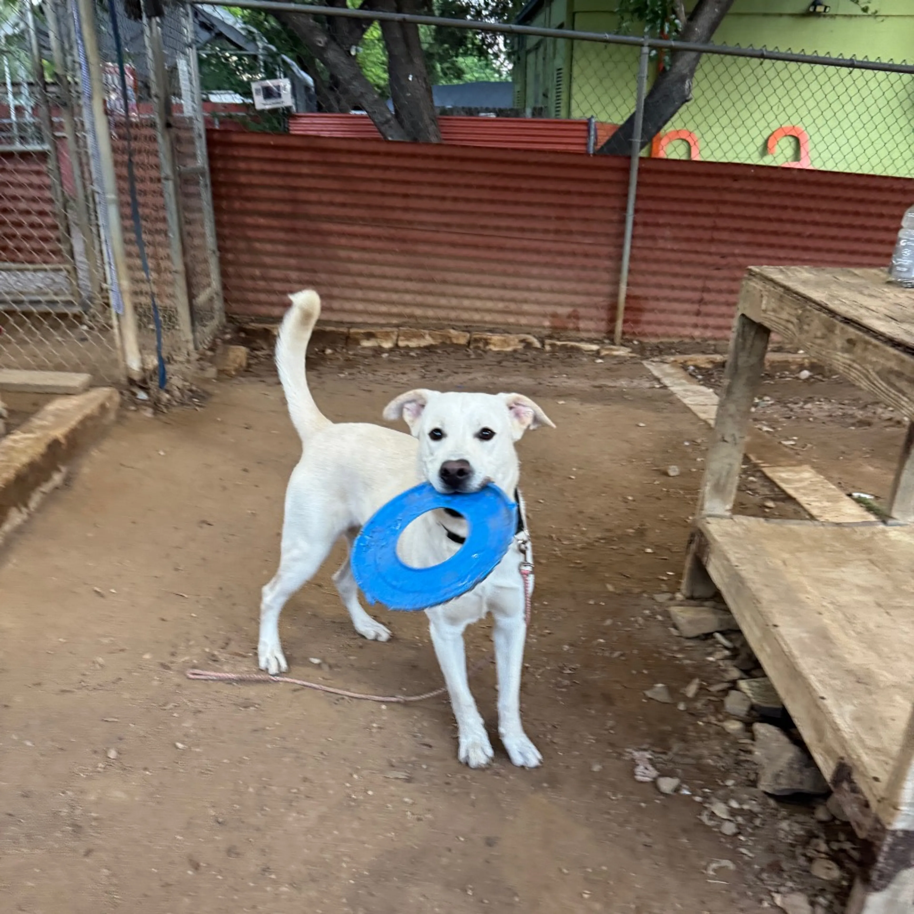 Found pet-6