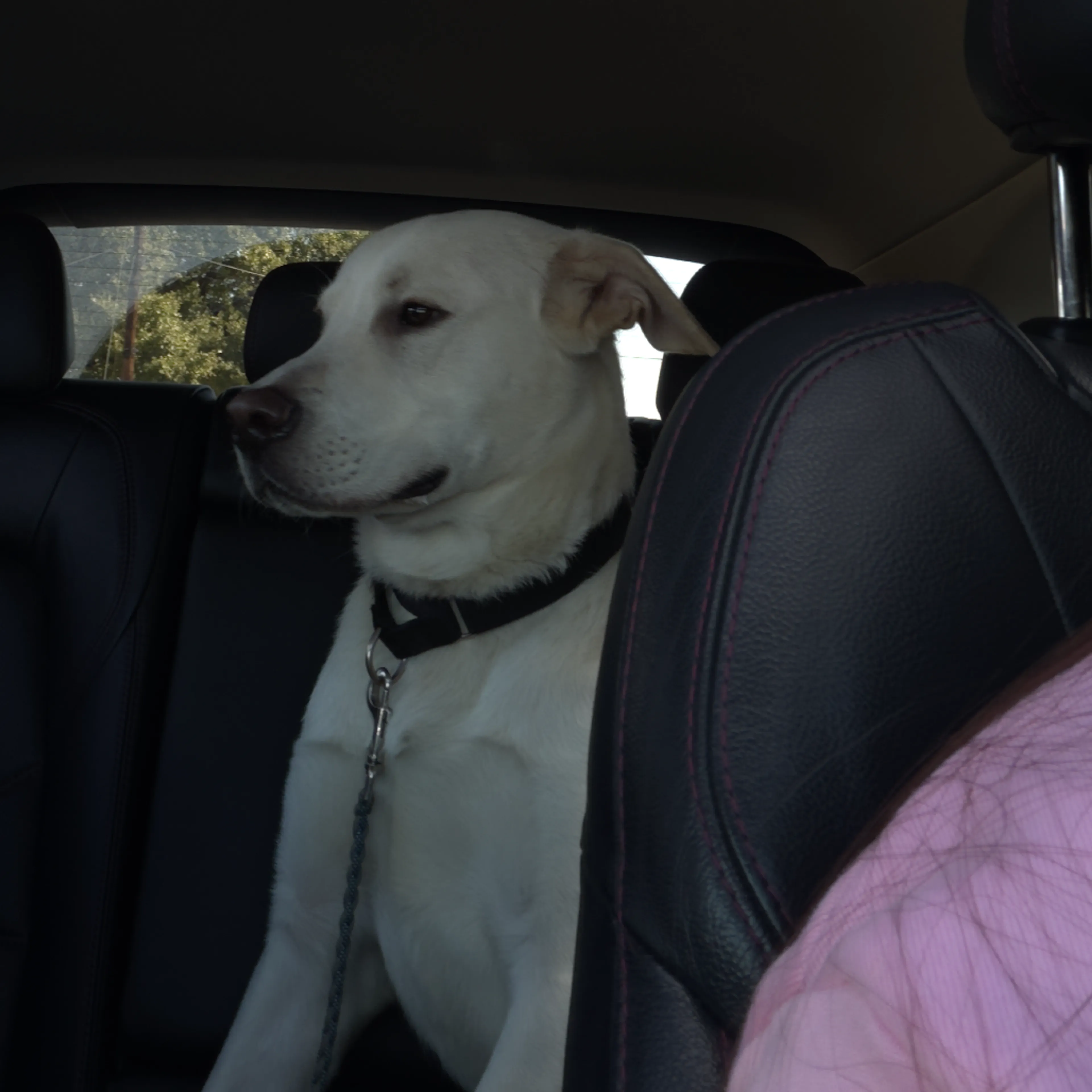 Found pet-3
