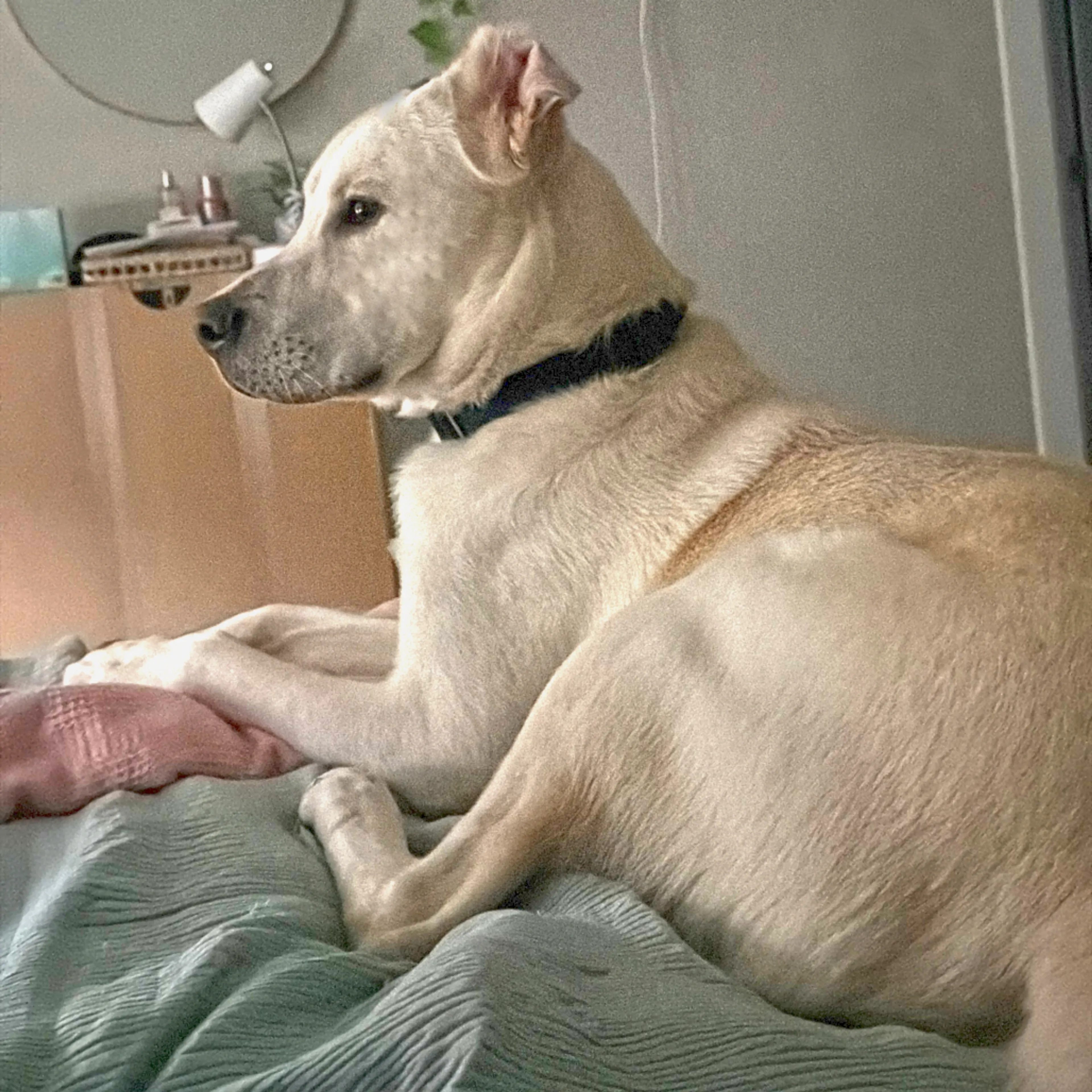 Found pet-8
