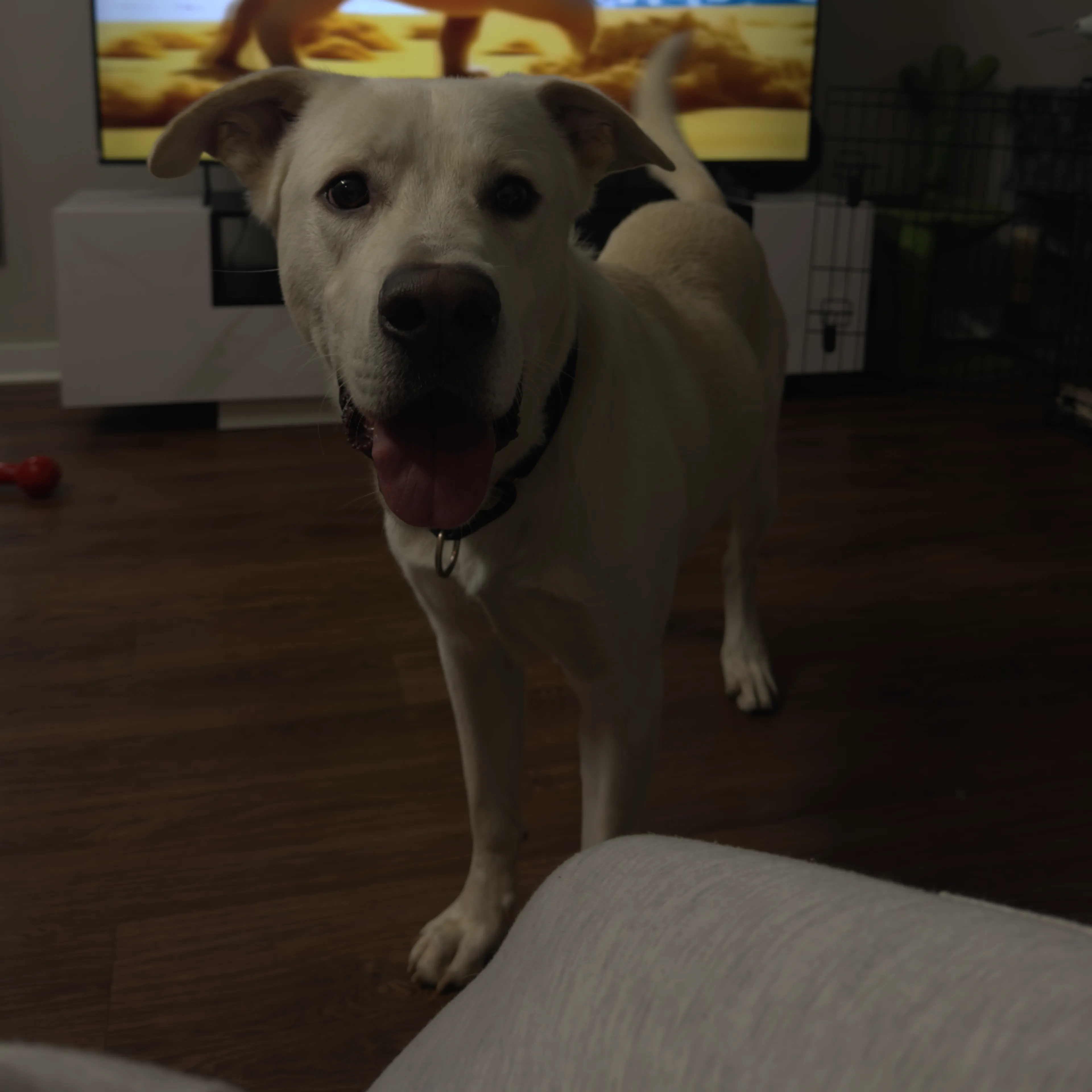 Found pet-2