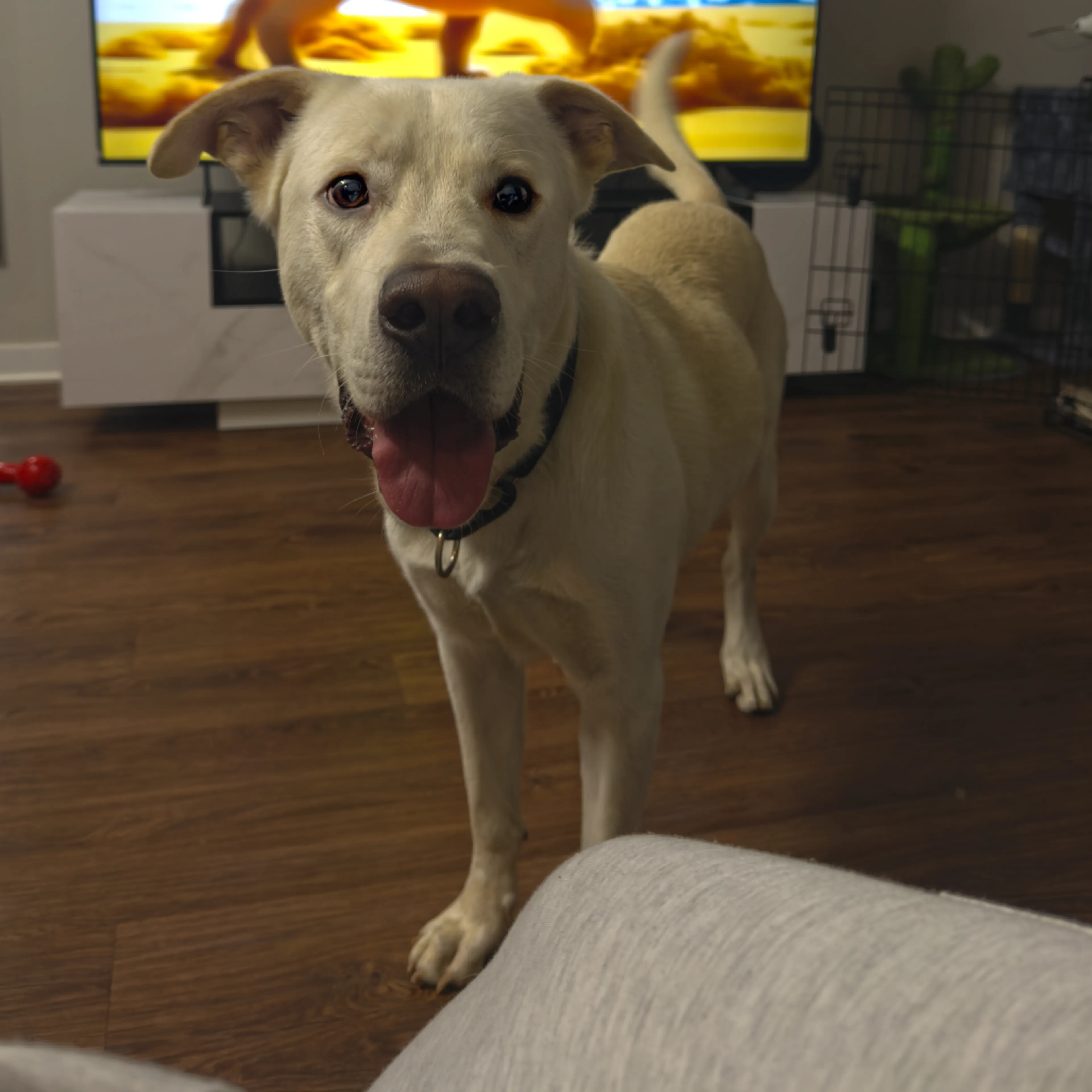 Found pet-12