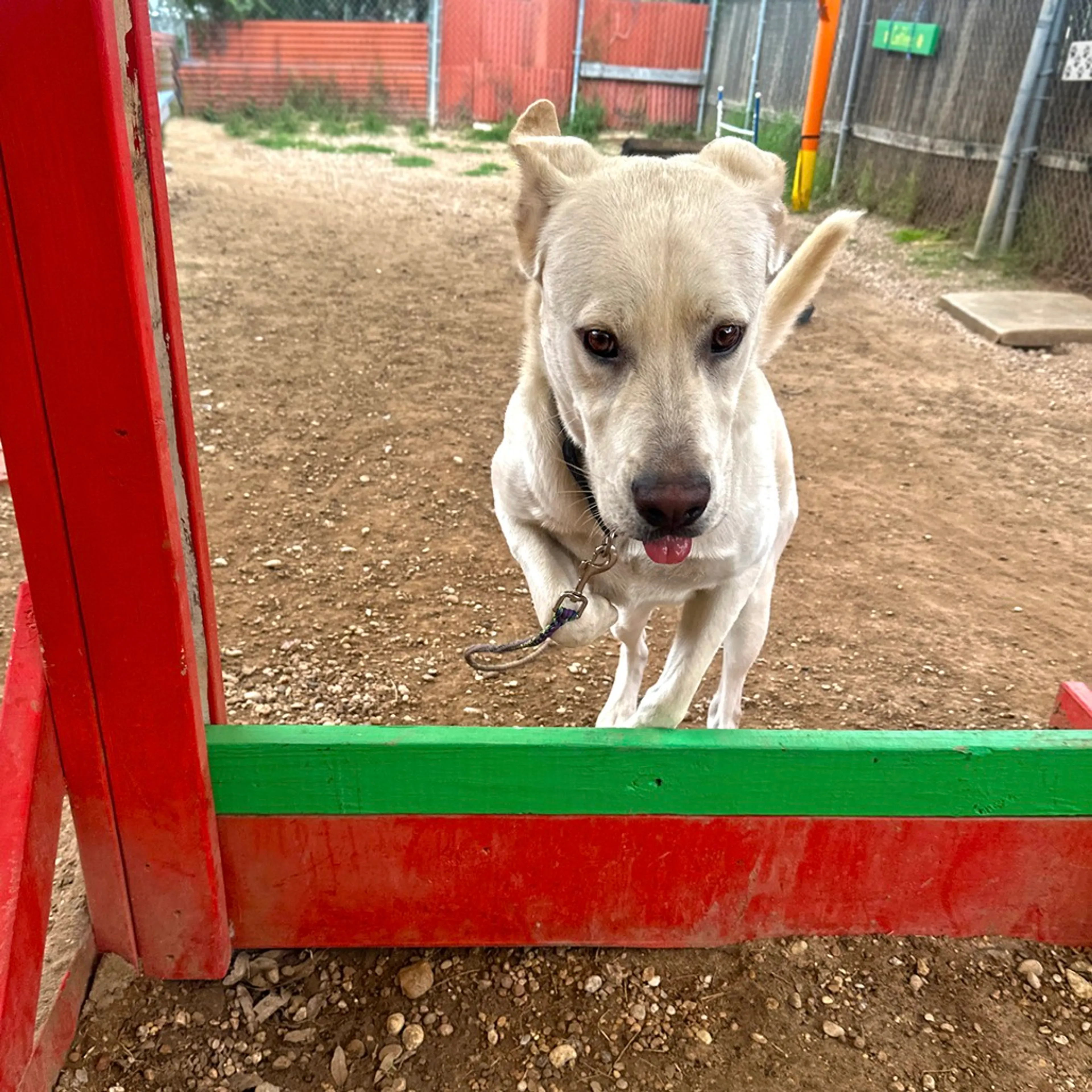 Found pet-10