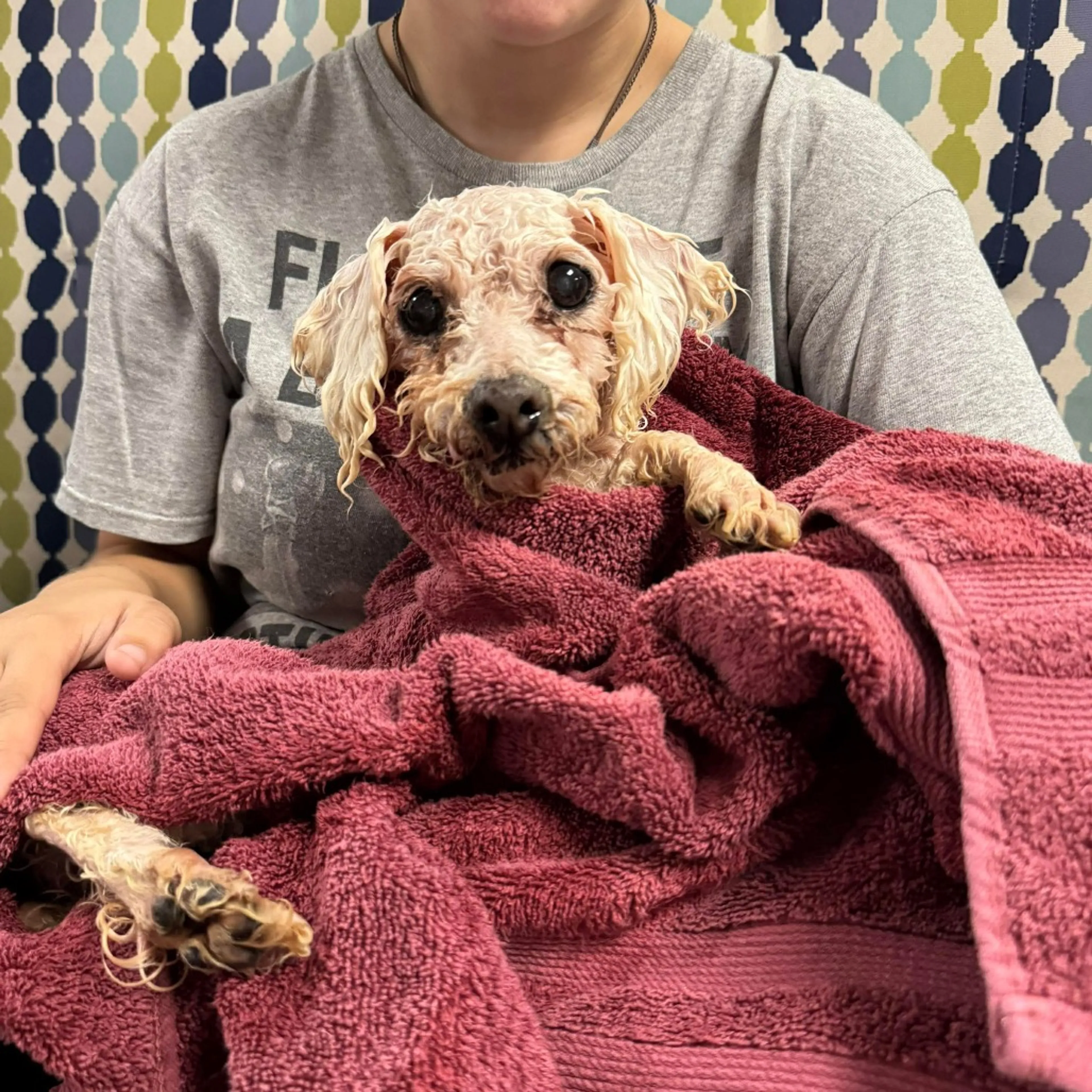 Found pet-2