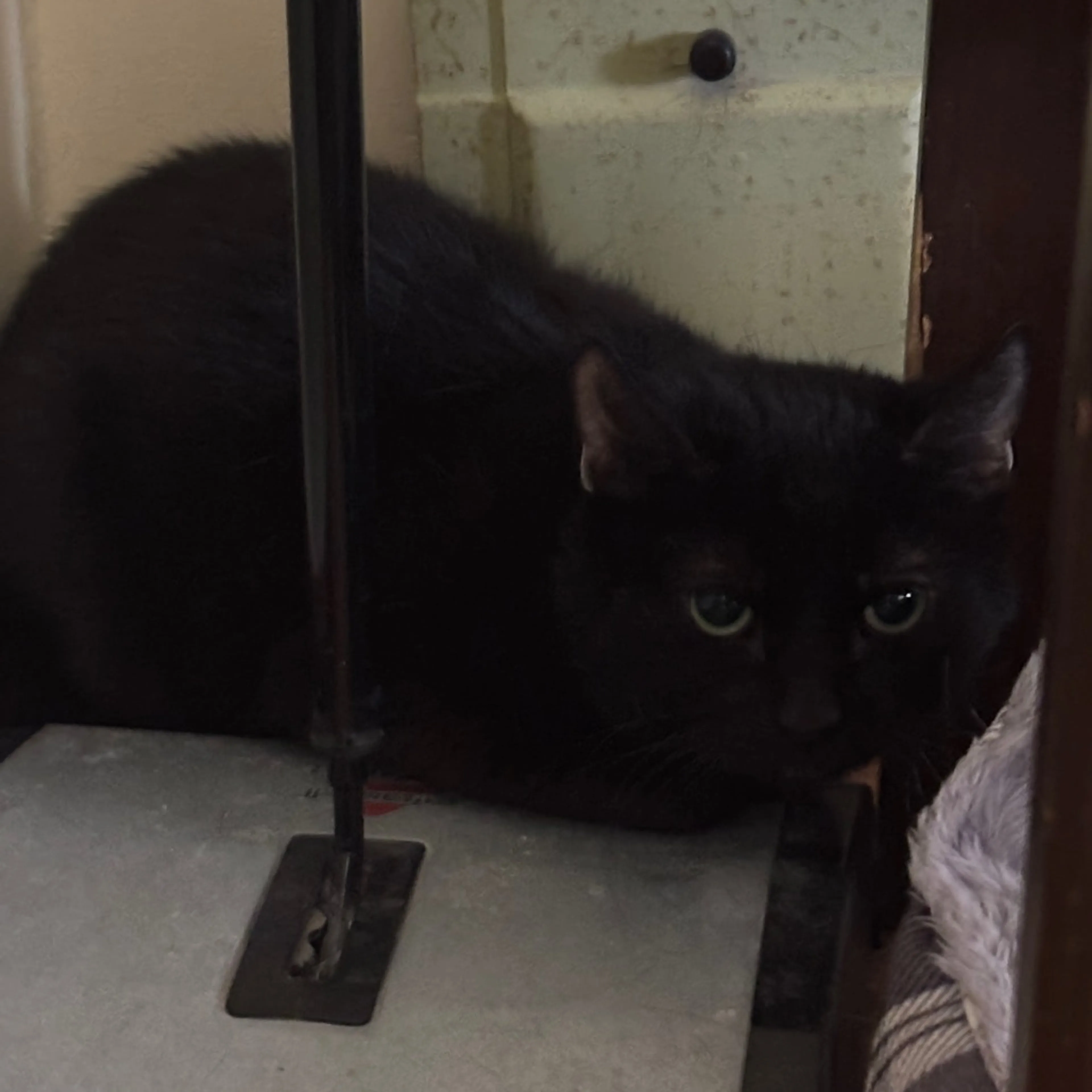 Found pet