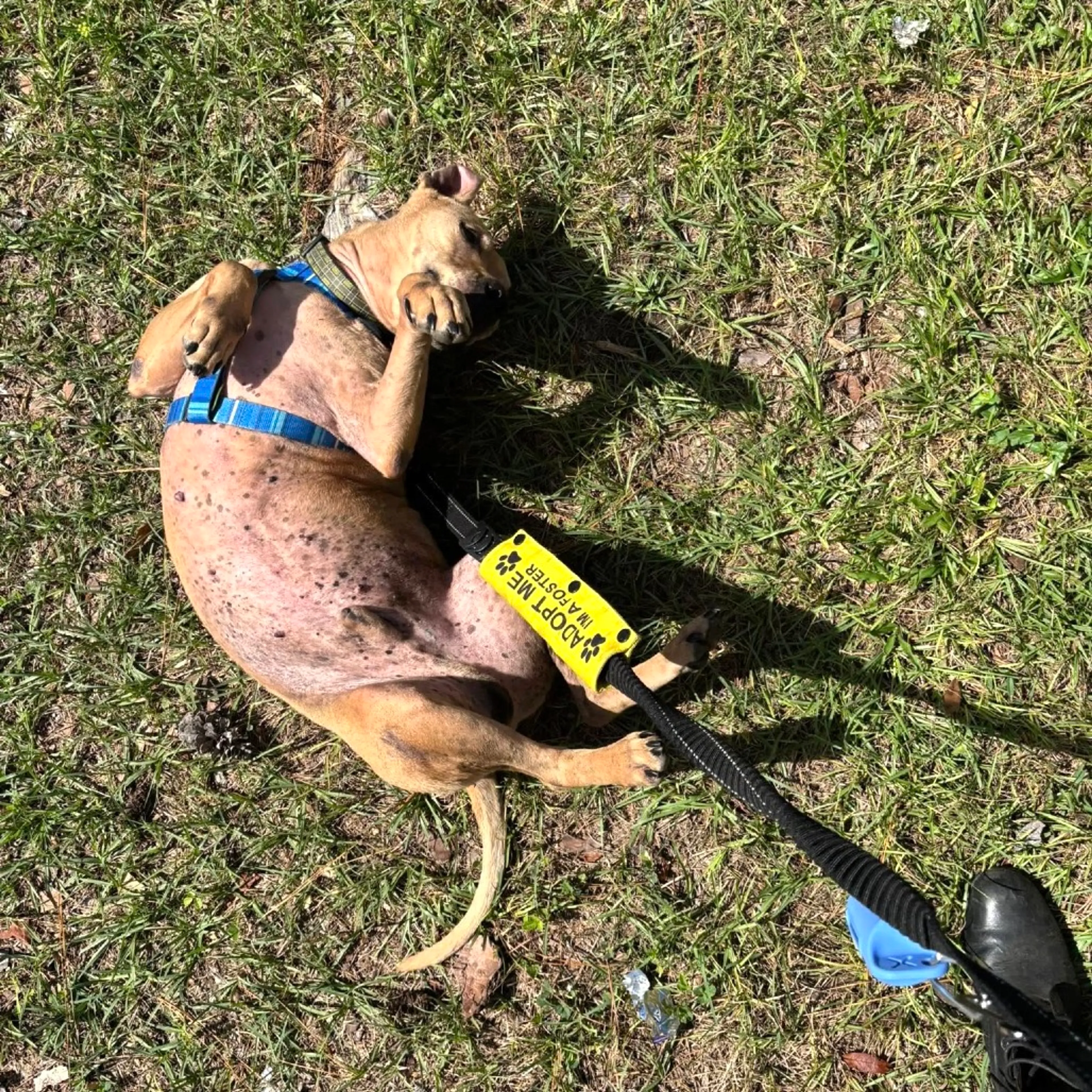 Found pet-7