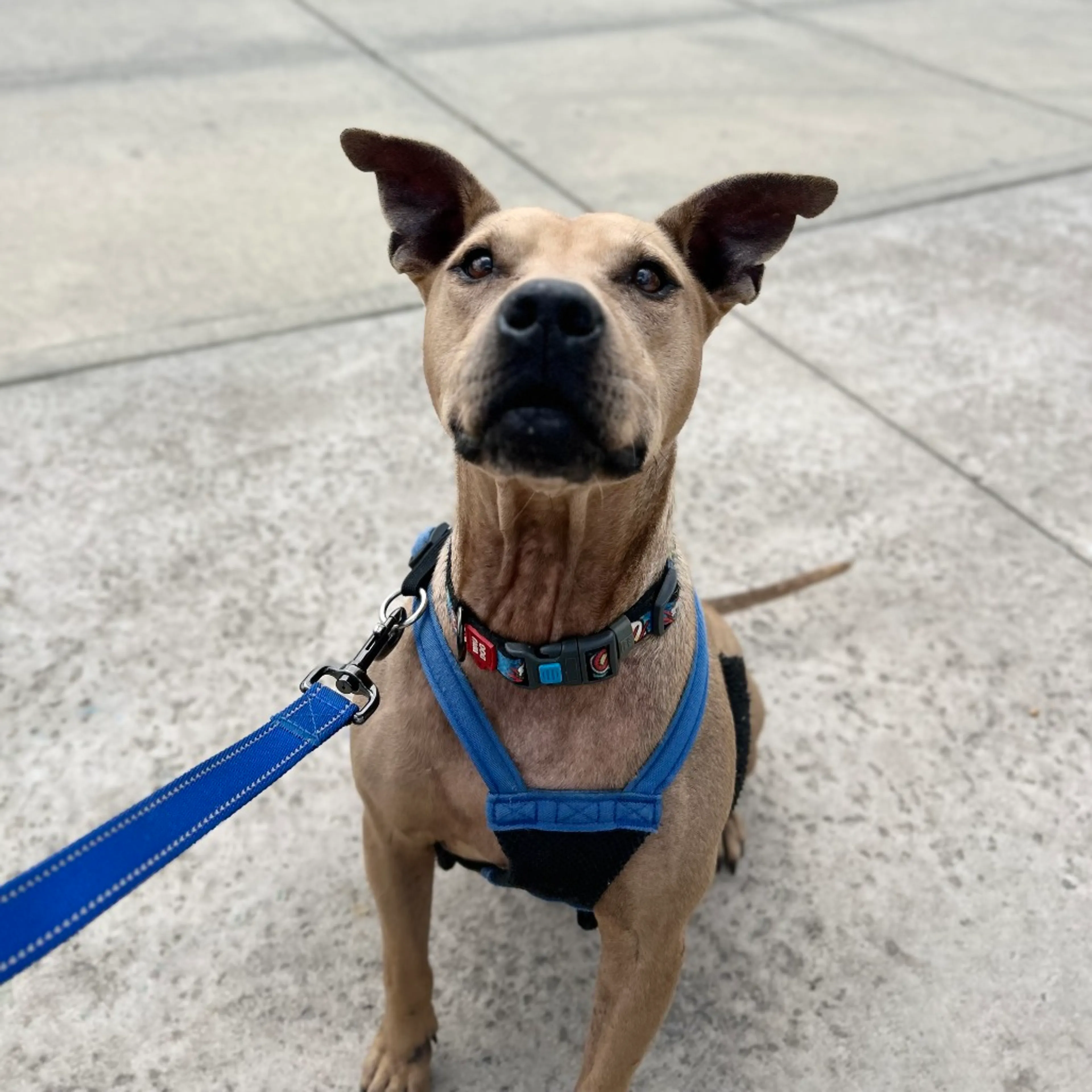 Found pet-13
