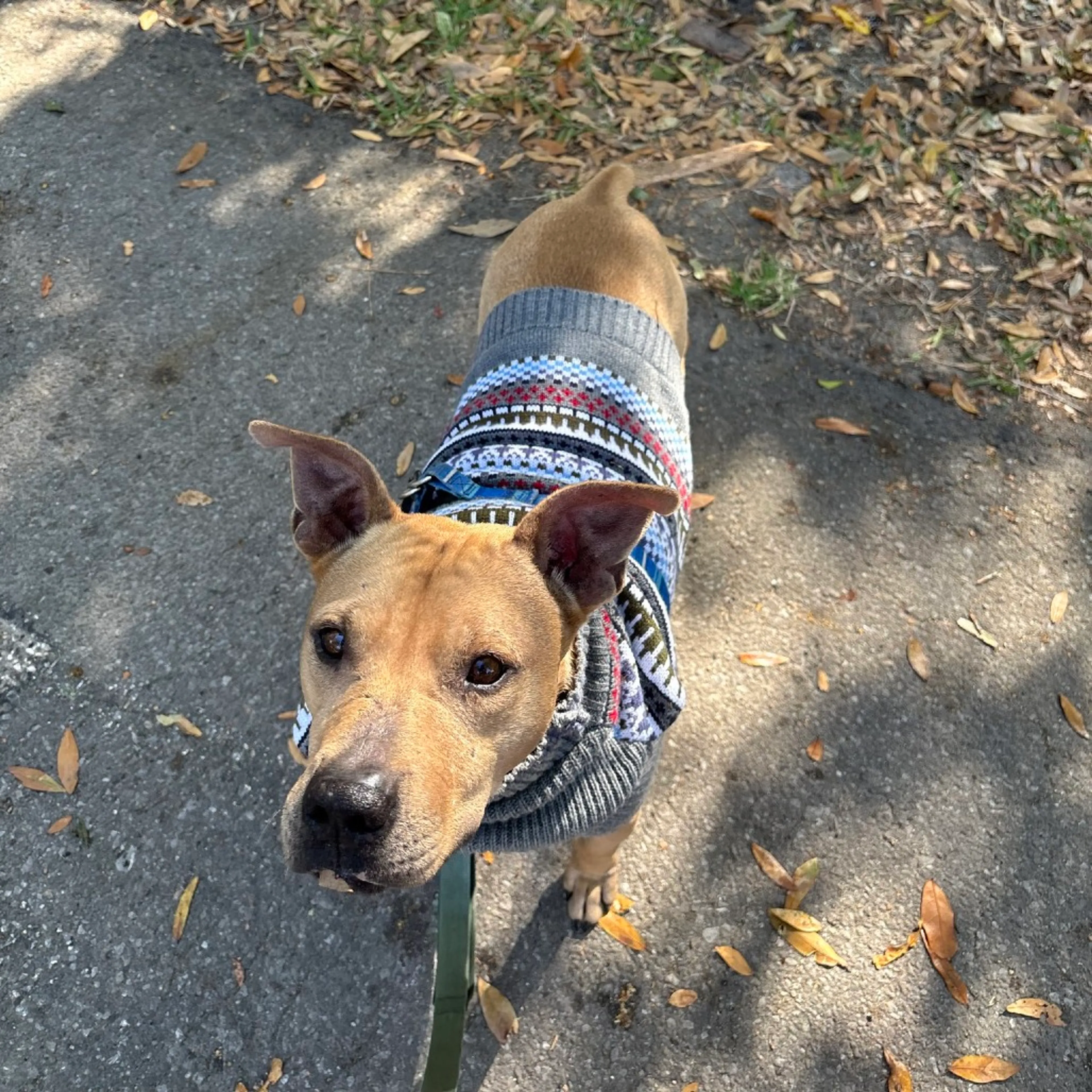 Found pet-4