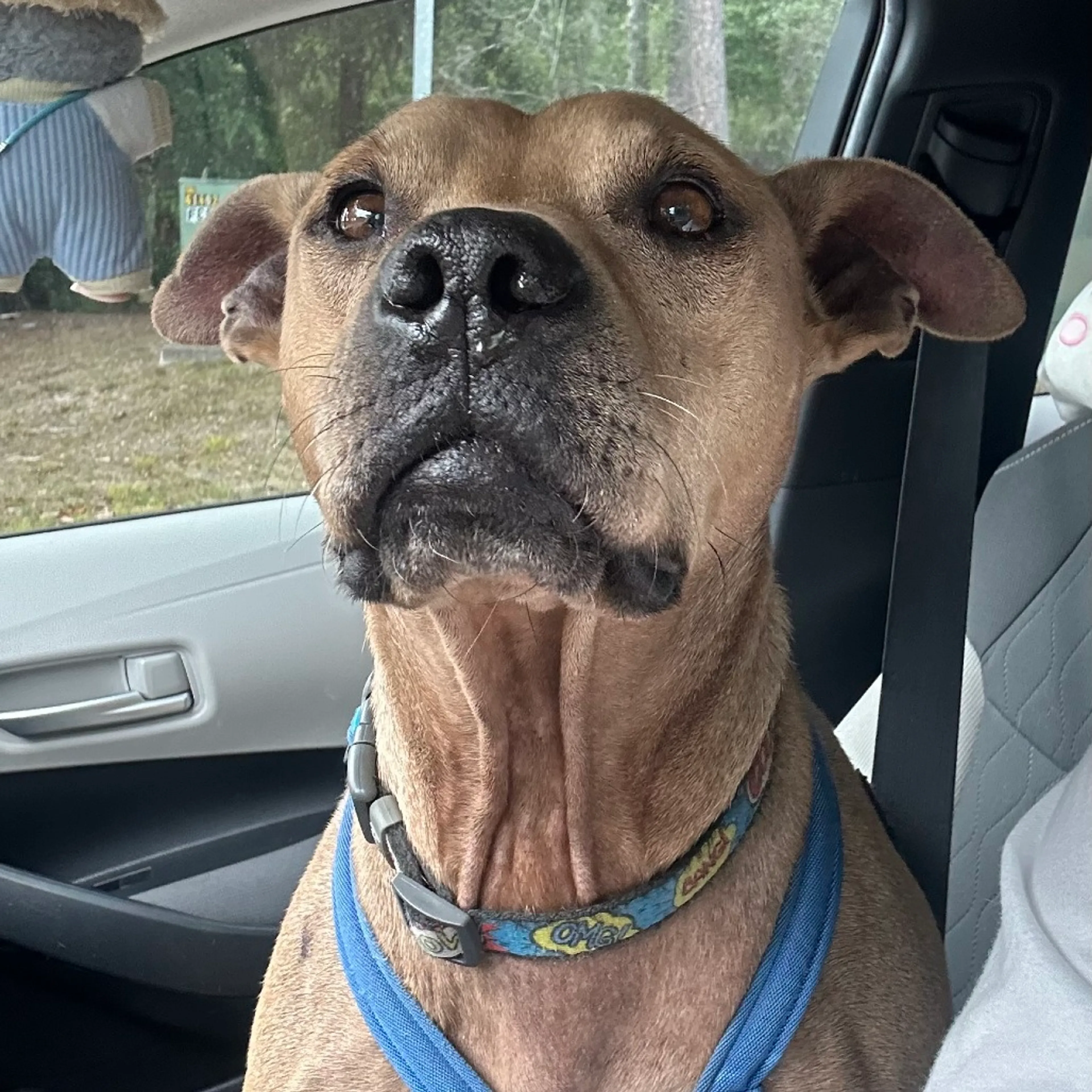 Found pet-14