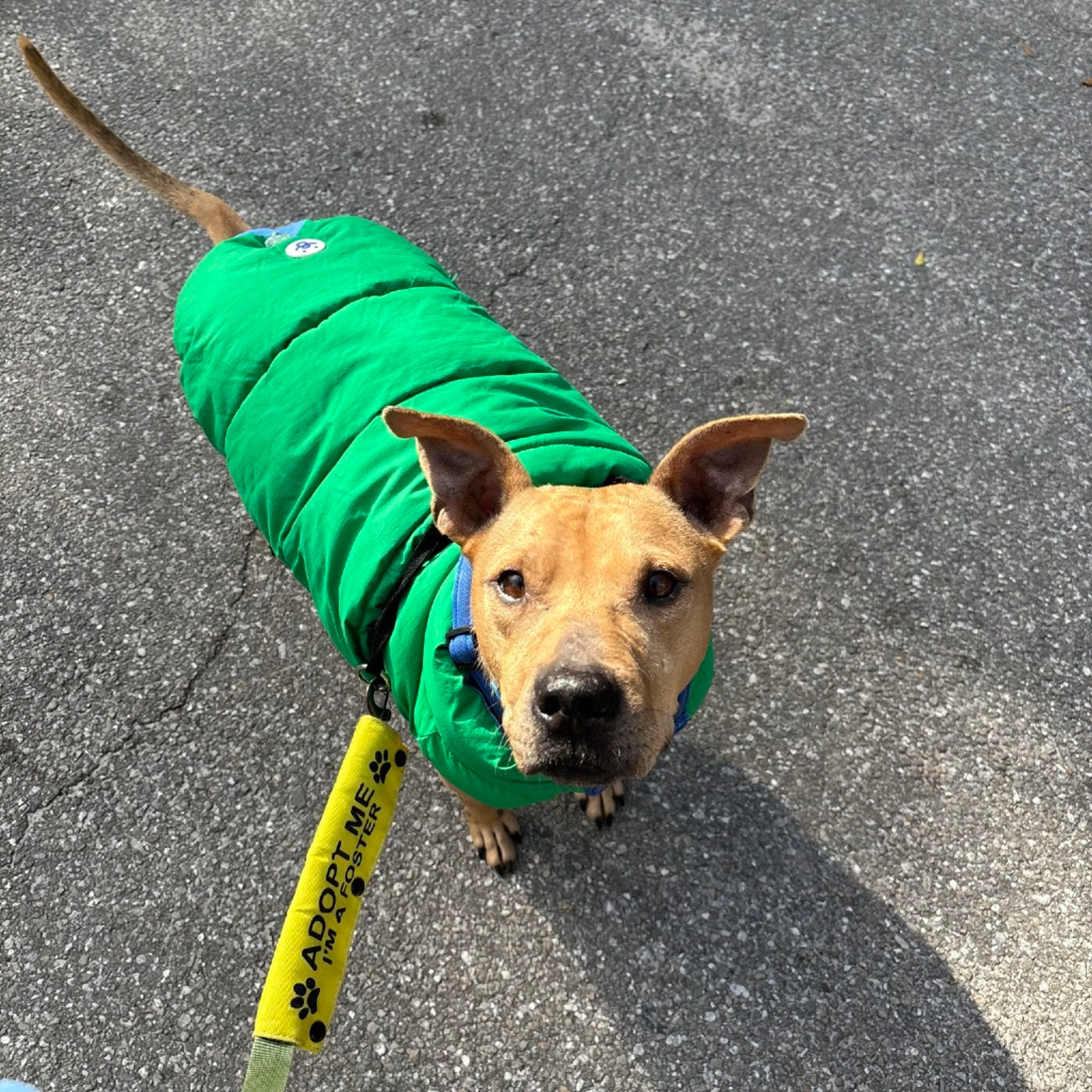 Found pet-8